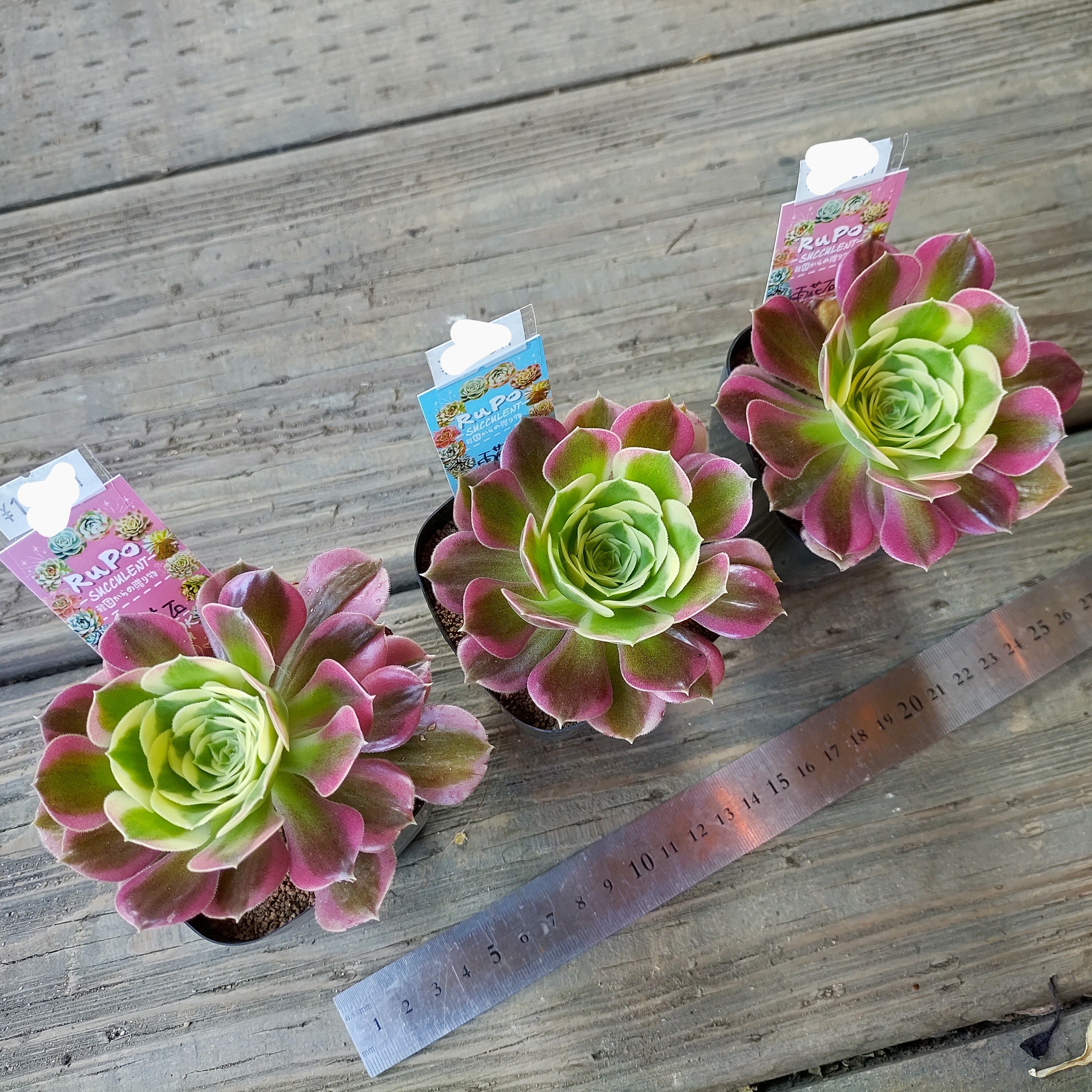 【専用】アエオニウム　綴化18点セット 専用】アエオニウム 綴化18点セット アエオニウム：綴化サン