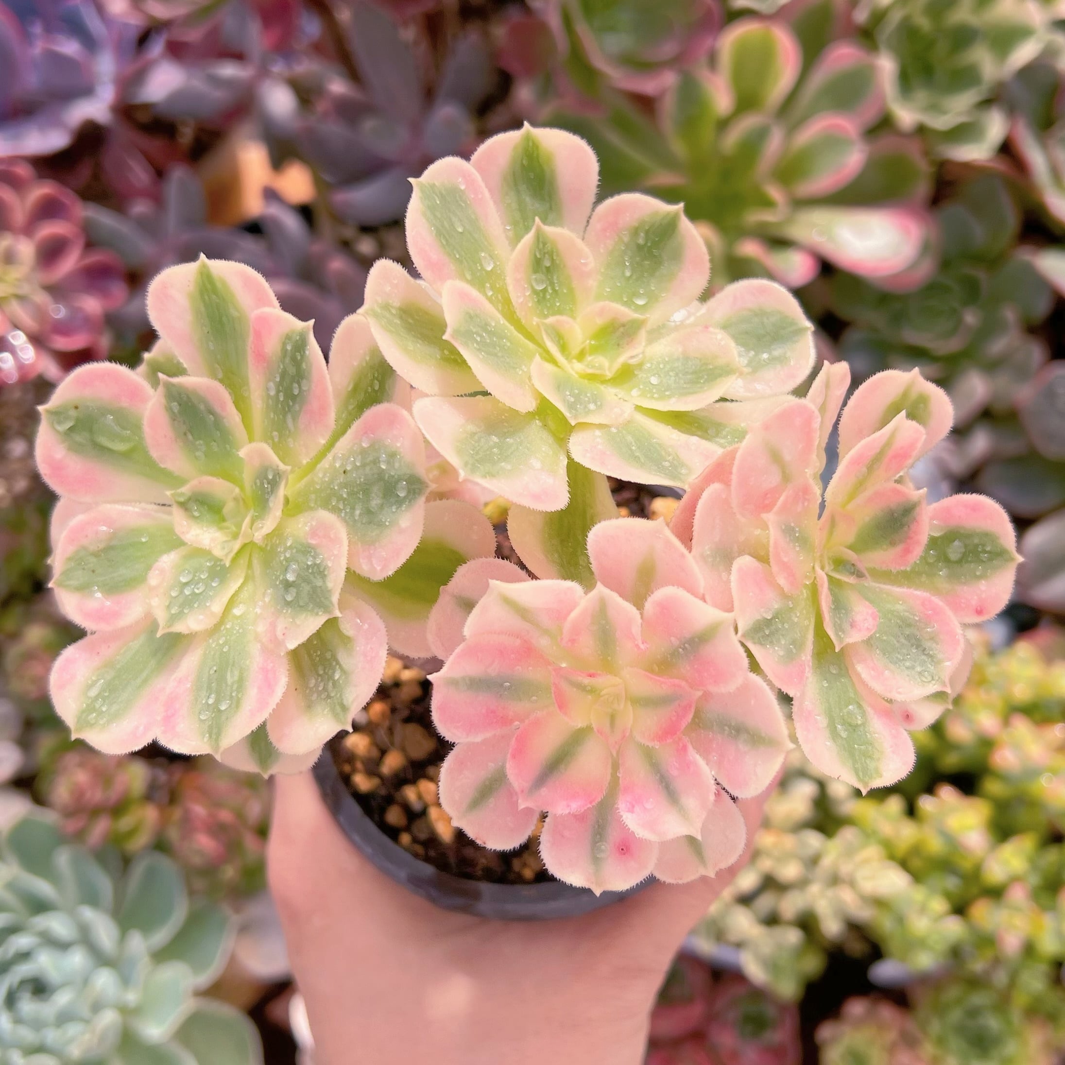 現品　アフラダイティ#1128   古株　るる農園