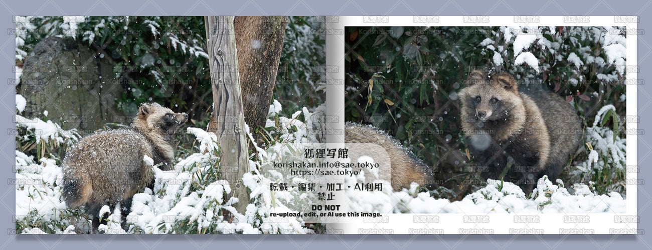 ホンドタヌキ写真集「Snow Tanuki」品番0453 | 狐狸写館
