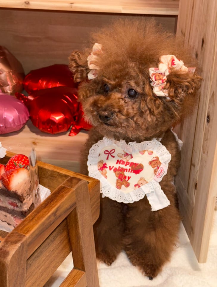 予約【tak!tak!tak!tak!】Teddy Biscuit Bib