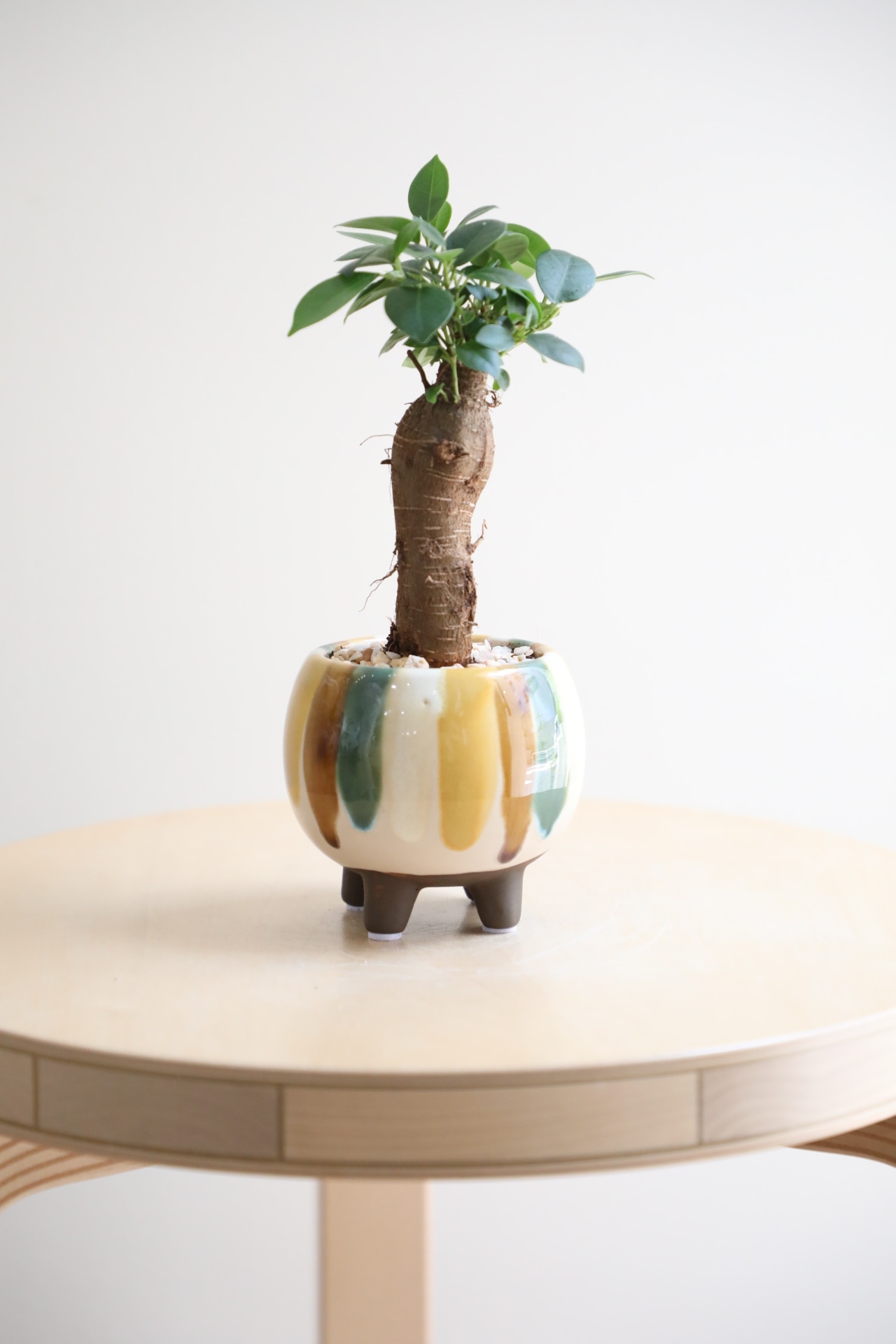 【S】ガジュマル/Ficus microcarpa