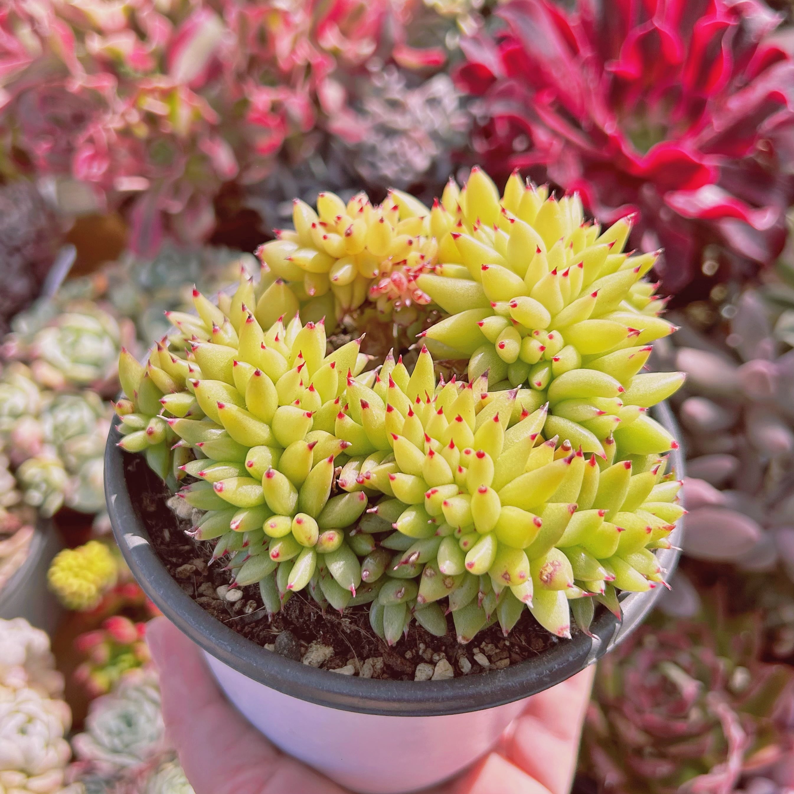 585現物 多肉植物 鯱 特大 抜き苗 | るる農園~多肉植物専門