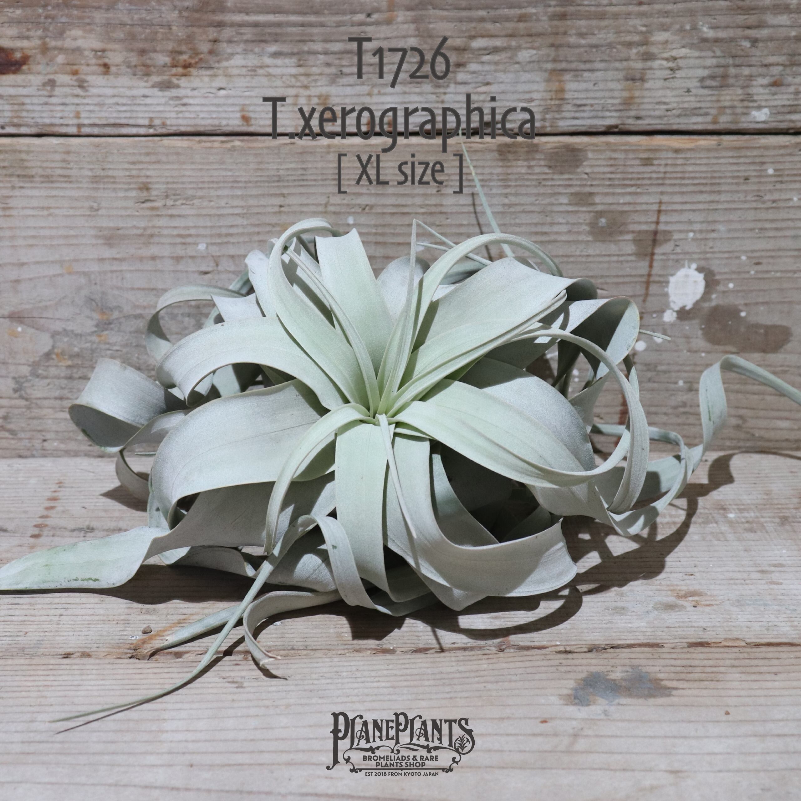 送料無料】キセログラフィカ ロングリーフ XL (花芽付き)〔エア