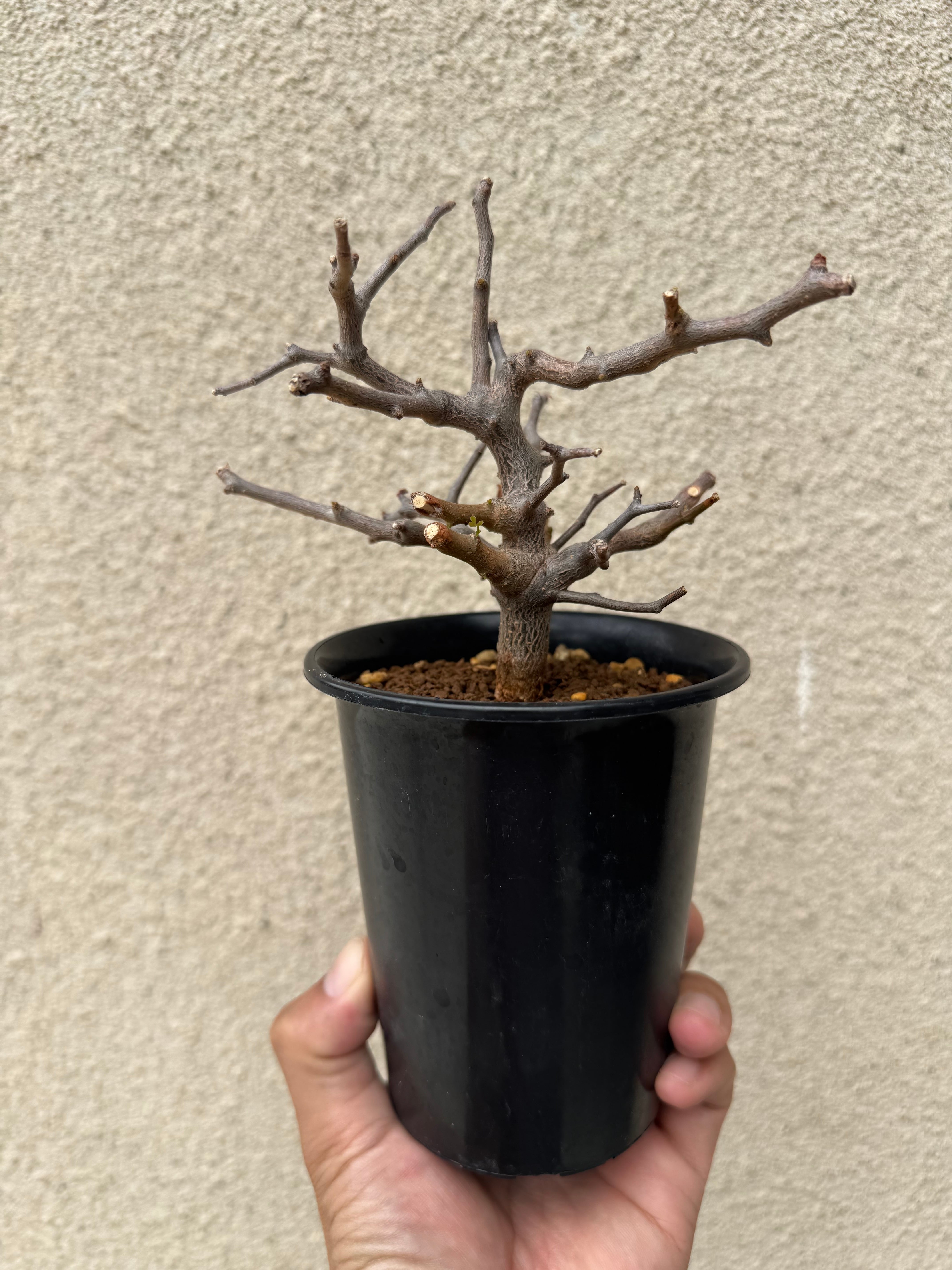 新着】Commiphora sinuata【実生苗の小さい時から作り込める盆栽塊根