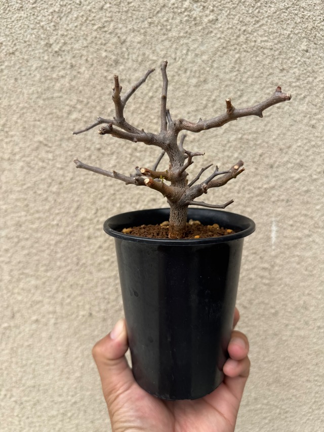 【新着】Commiphora sinuata【実生苗の小さい時から作り込める盆栽塊根】コミフォラ シヌアータ