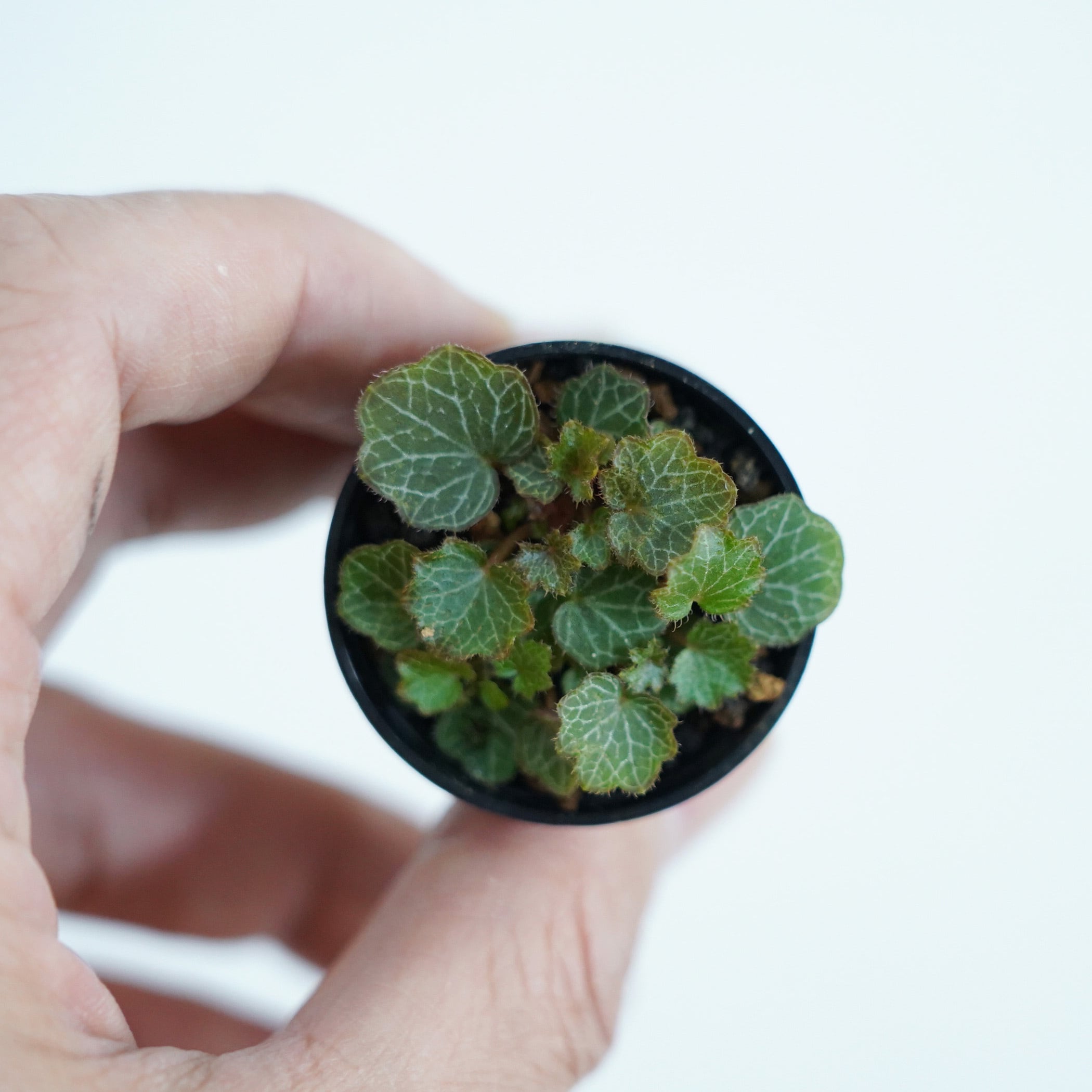 ヒメユキノシタ 苔テラリウム作製用素材 | 苔テラリウム専門ショップ道草