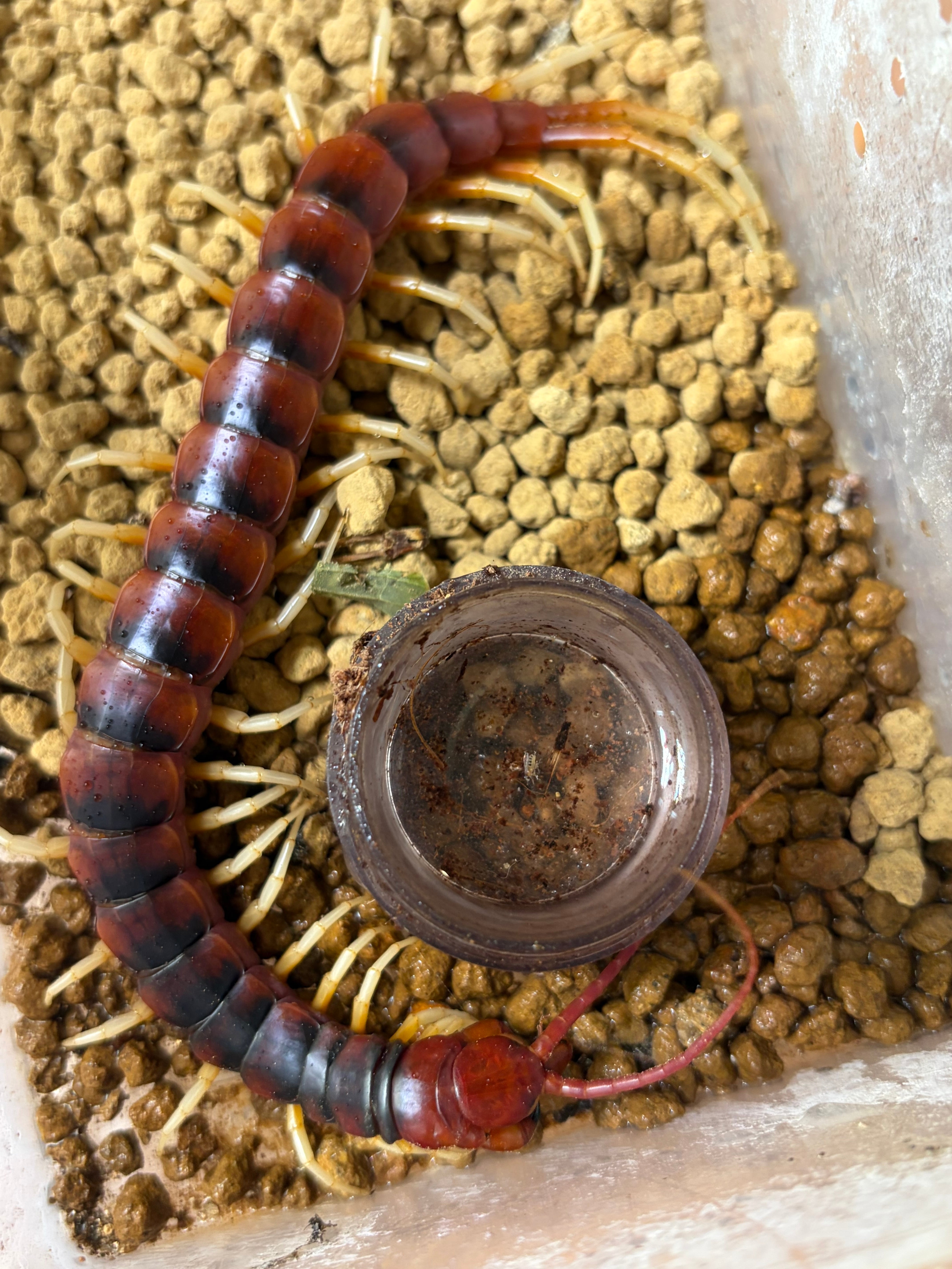 Scolopendra | オモニキチュウ