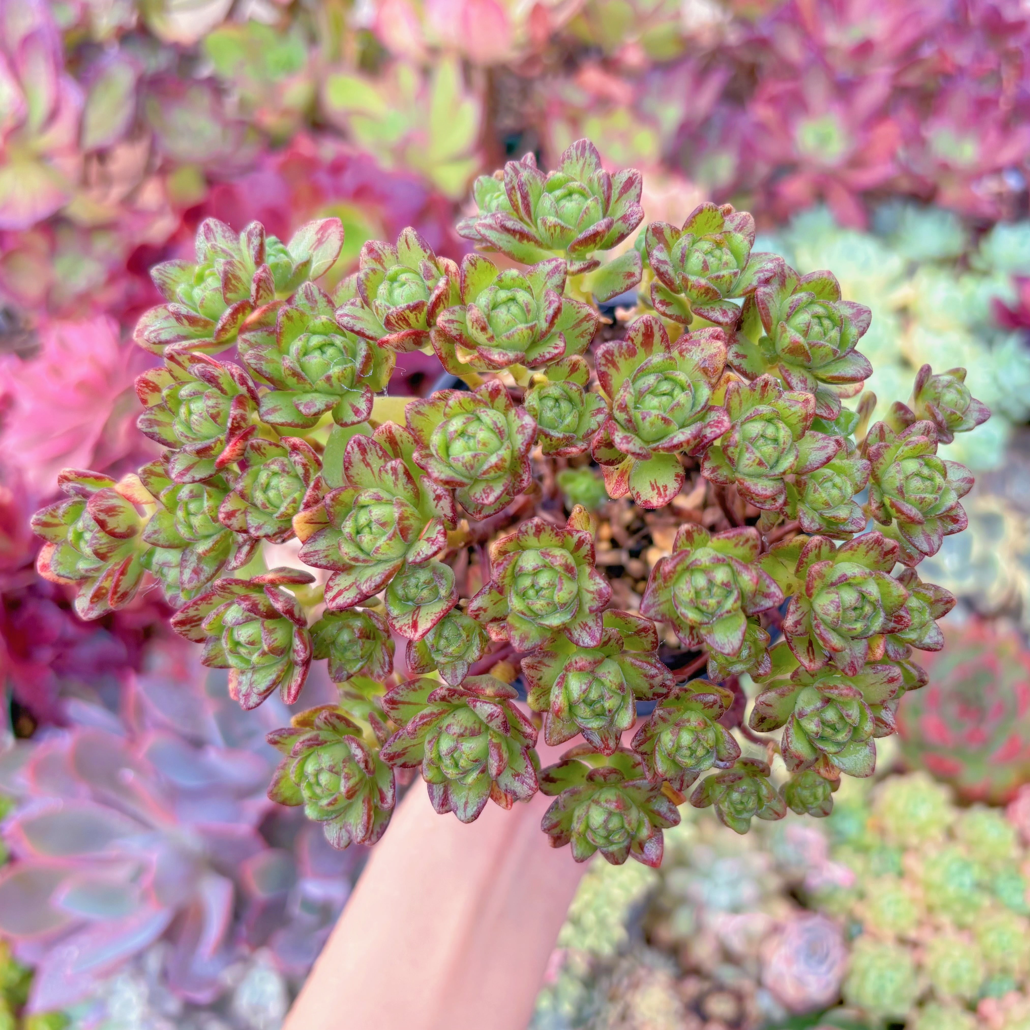 現品　little fox#627　群生　新入荷　るる農園