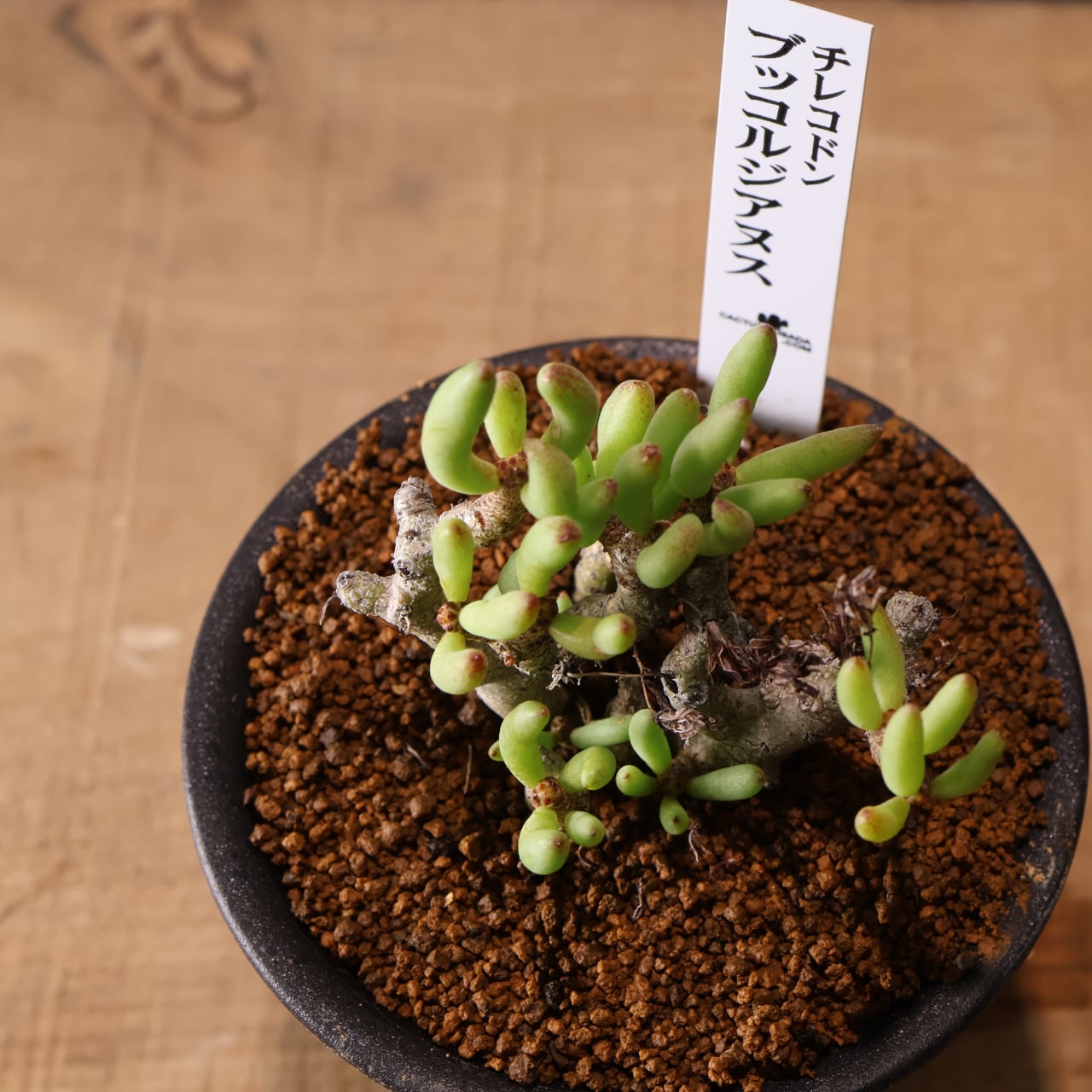 556『チレコドン ブッコルジアヌス』塊根植物 観葉植物【送料無料