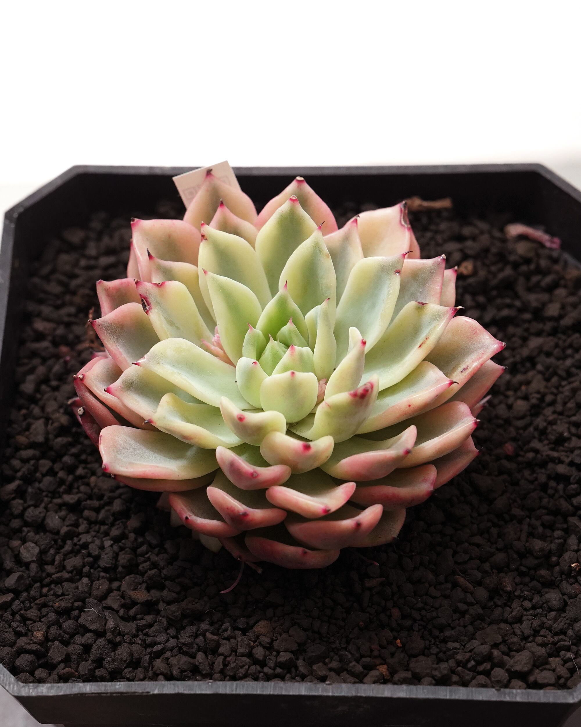 レア種・新品種 | PUKUBOOK SUCCULENTS