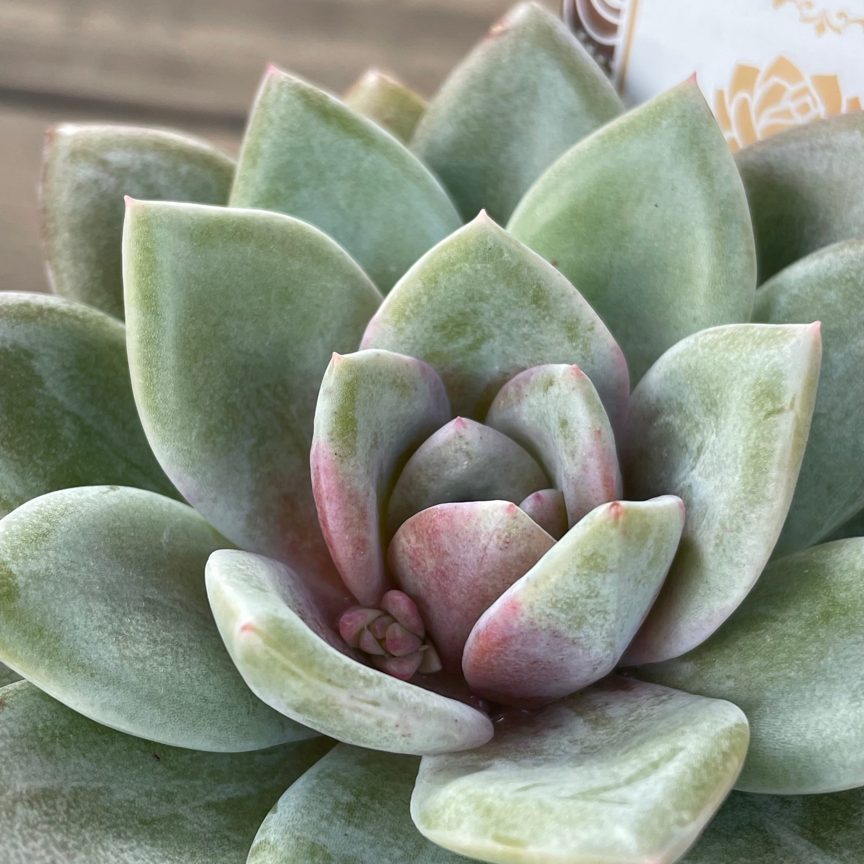 多肉植物エケベリア　ドイツシャンペン ドイツシャンペンの成長記録🍾🥂｜🍀GreenSnap（グリーンスナップ）