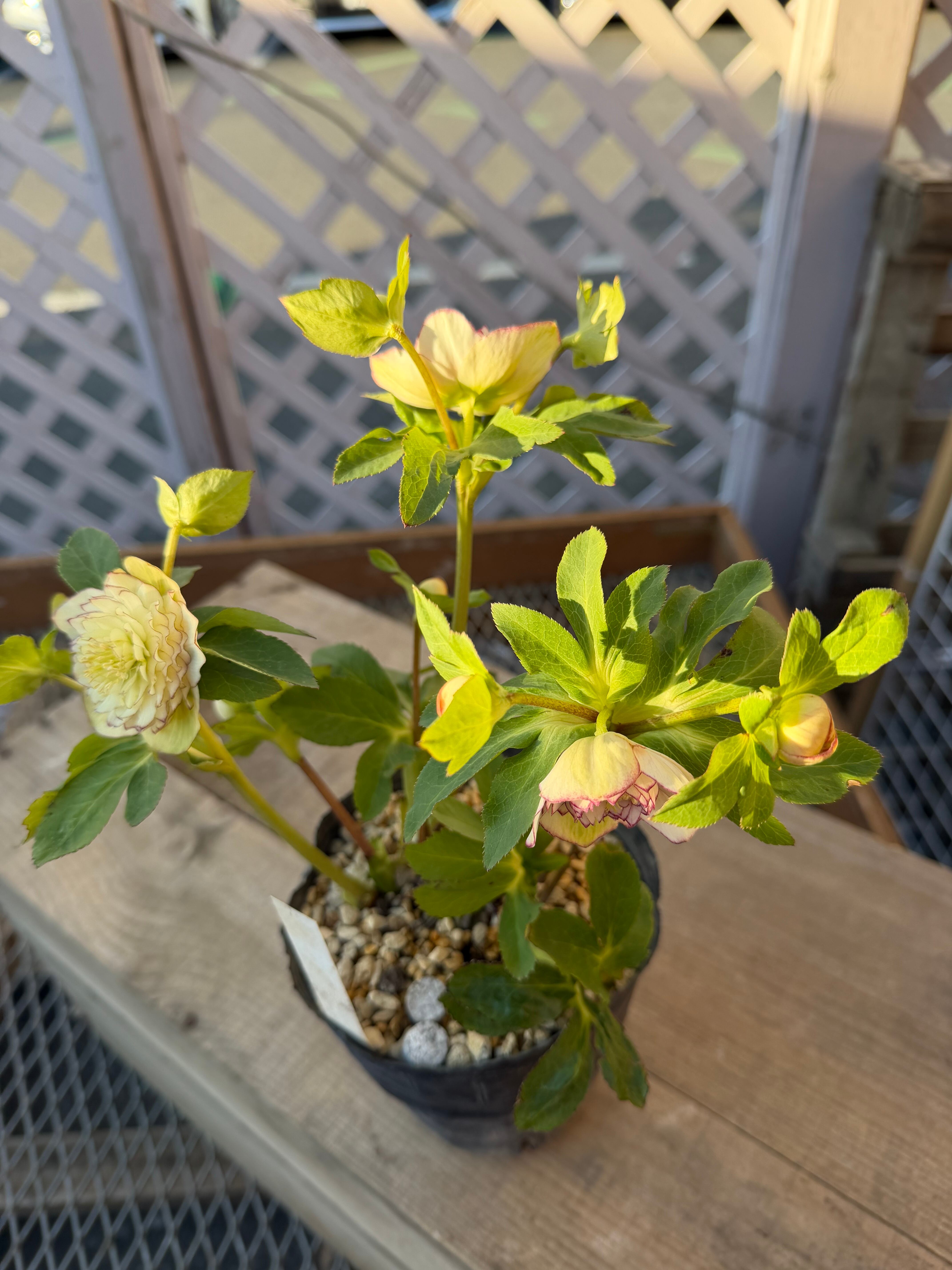 段咲き多弁グラデーション 加藤農園 クリスマスローズ【Ka97】送料無料