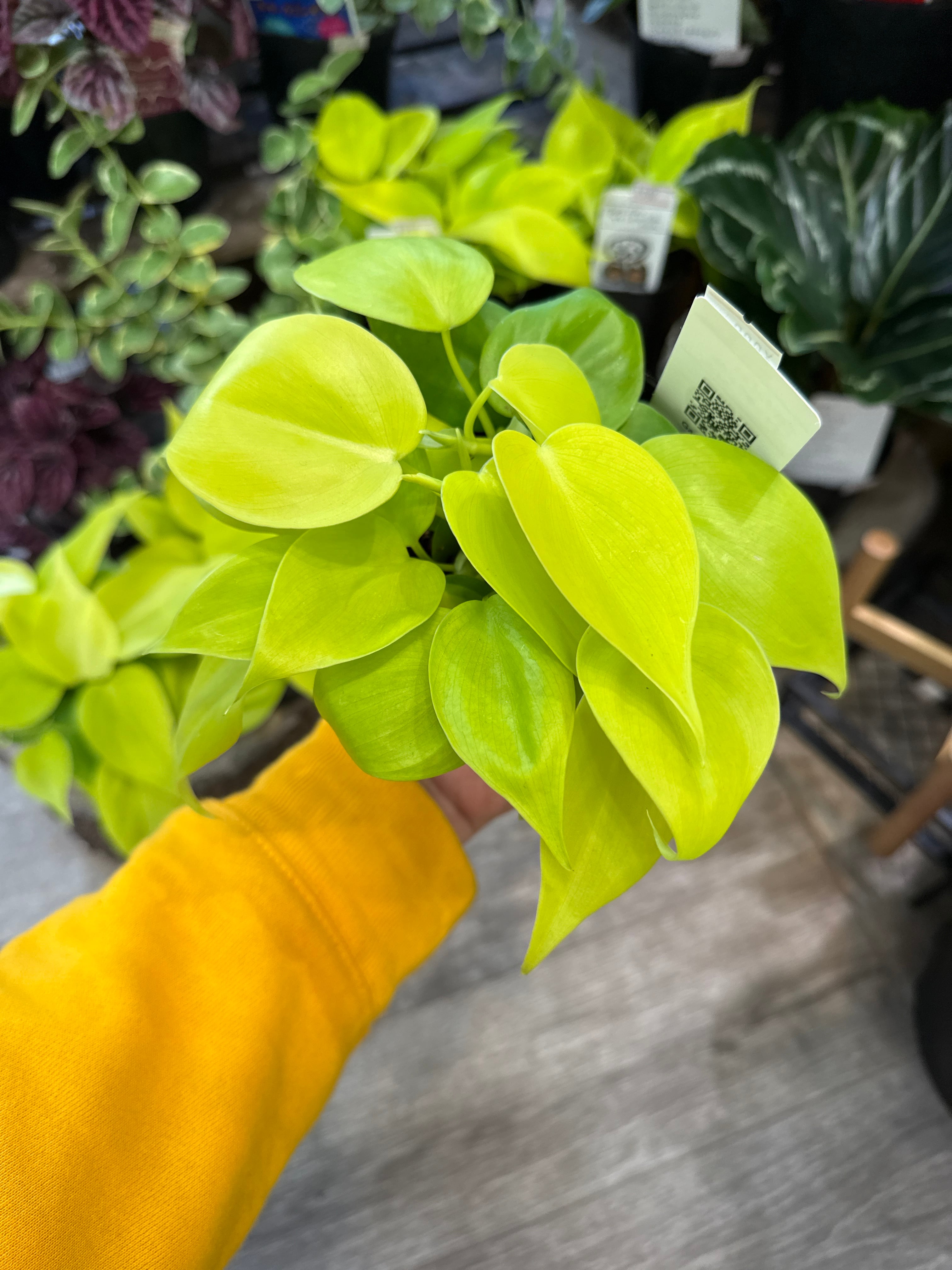 フィロデンドロン オキシカルジウムライム | Gardenえん 【観葉熱帯植物】