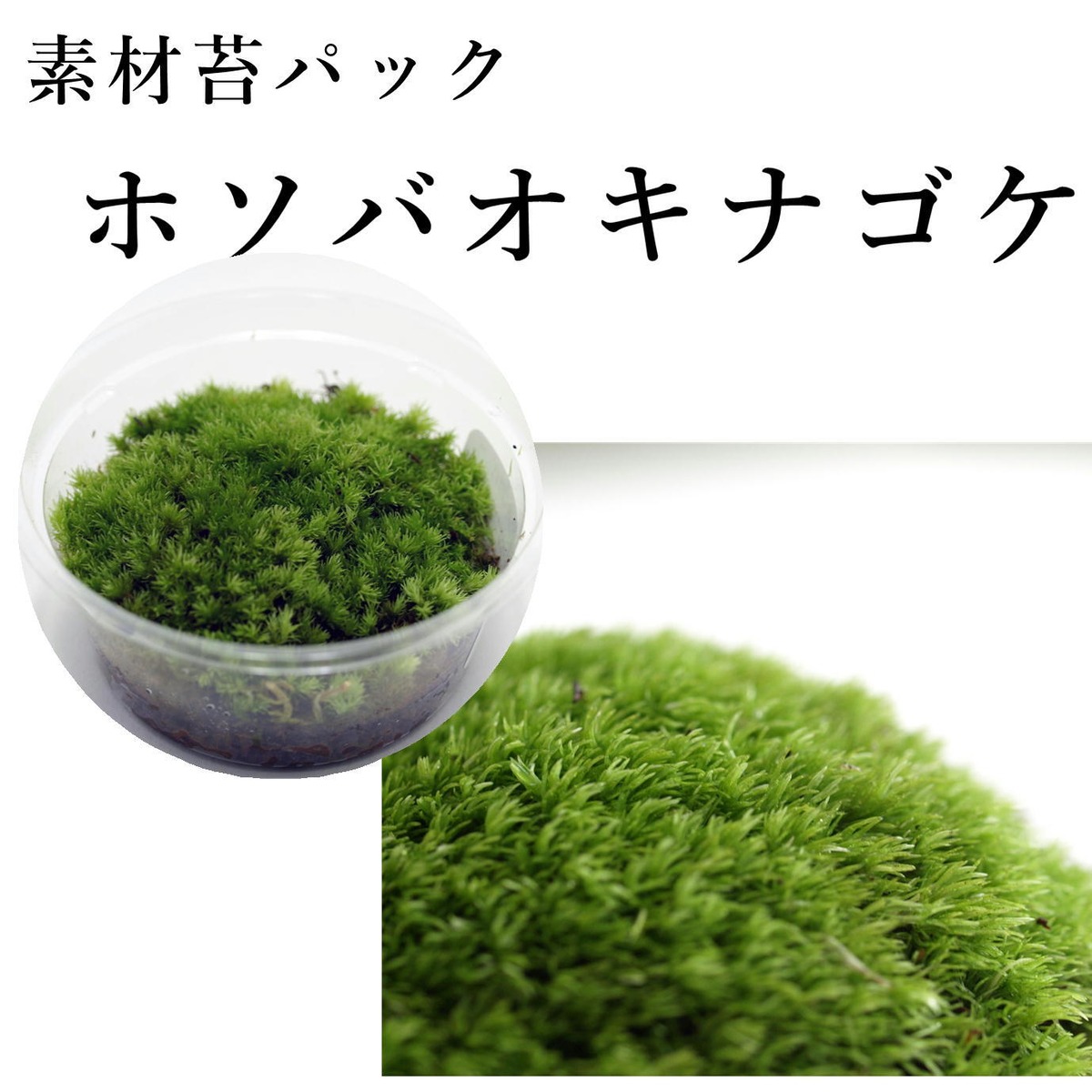 天然苔 最上質 ホソバオキナゴケ 2トレー 超特大半トレー 近かっ