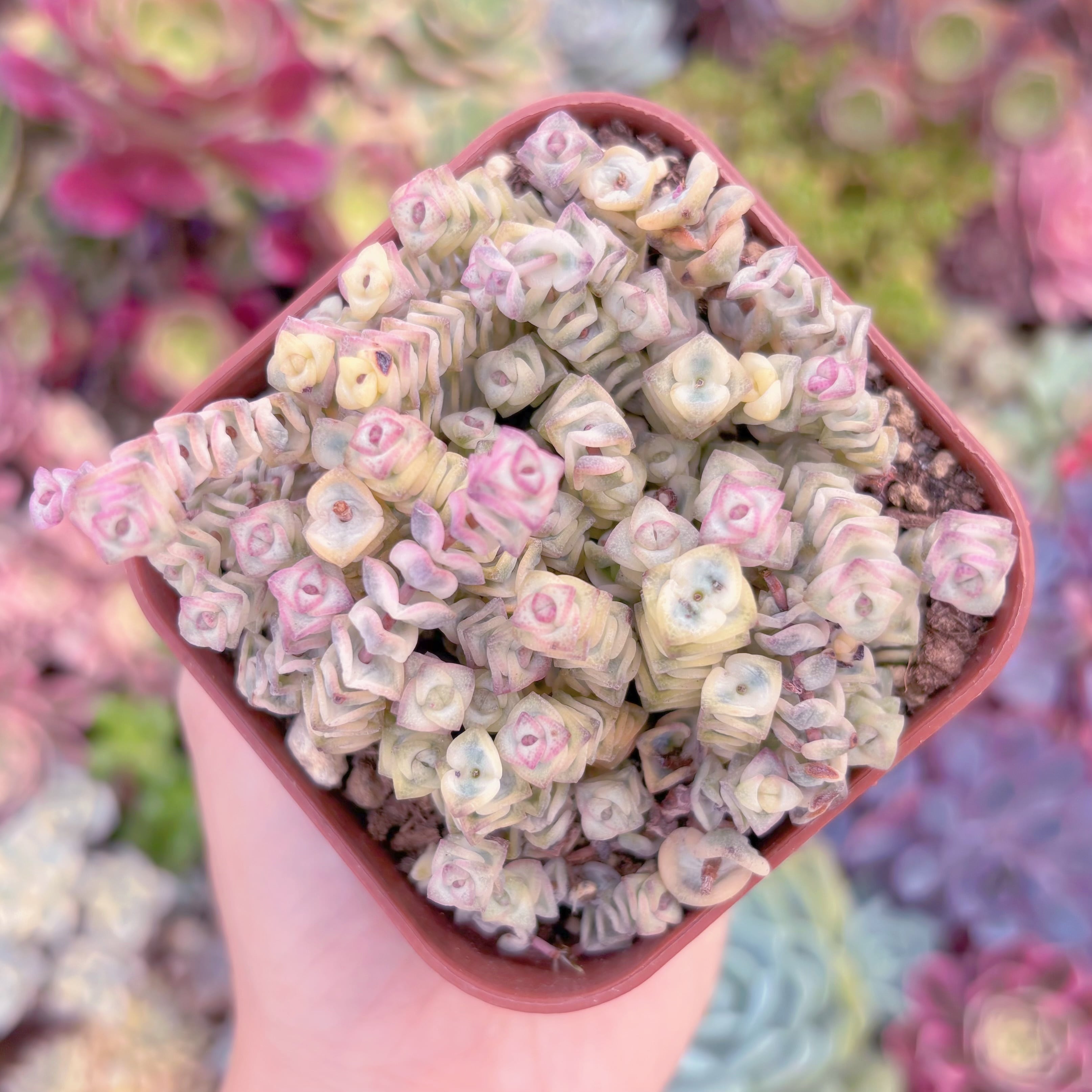 現品　ファンタジー錦#F233　るる農園