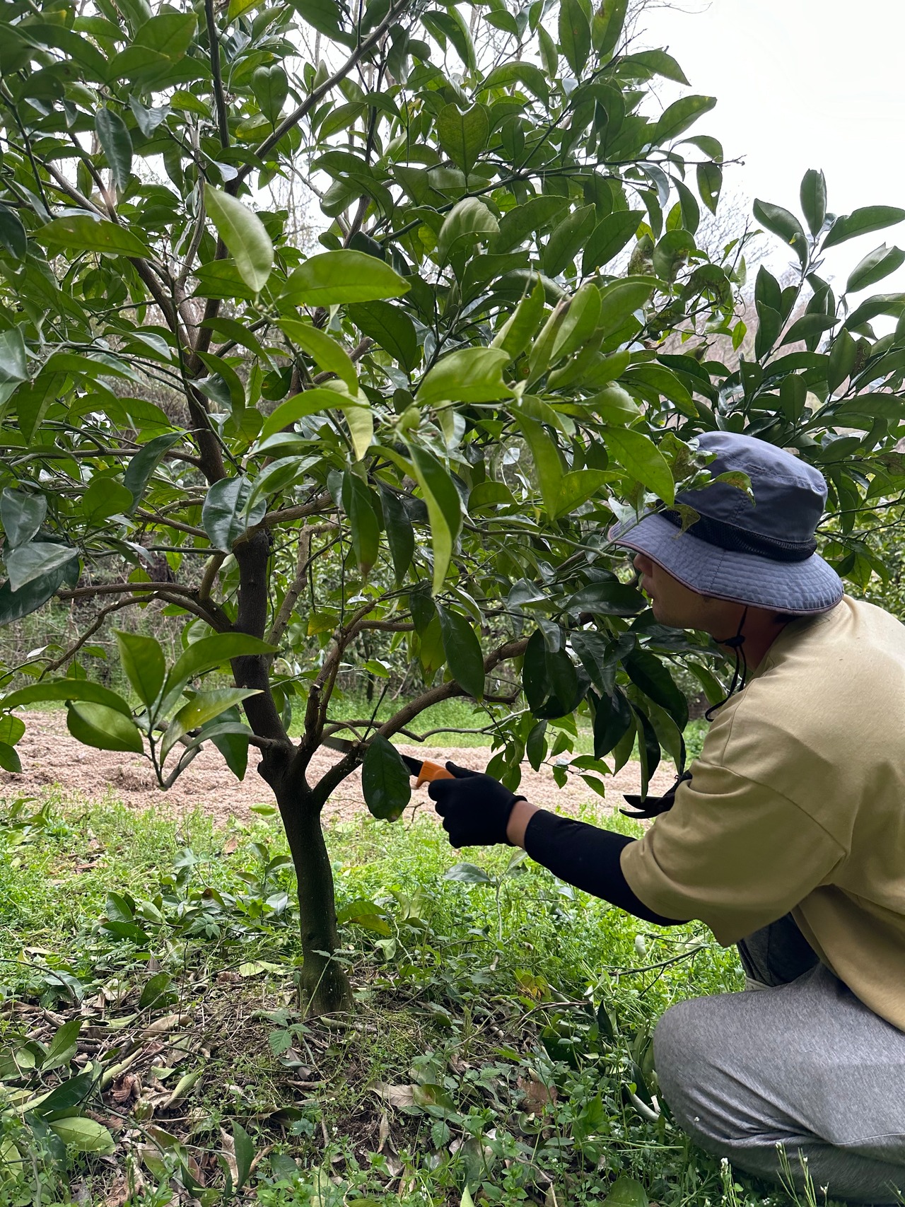 はっさくファン必見！つぶつぶジューシー！熟成はっさく生実５キロ18個~22個【自然栽培】サイズ混合愛媛大三島よりお届け