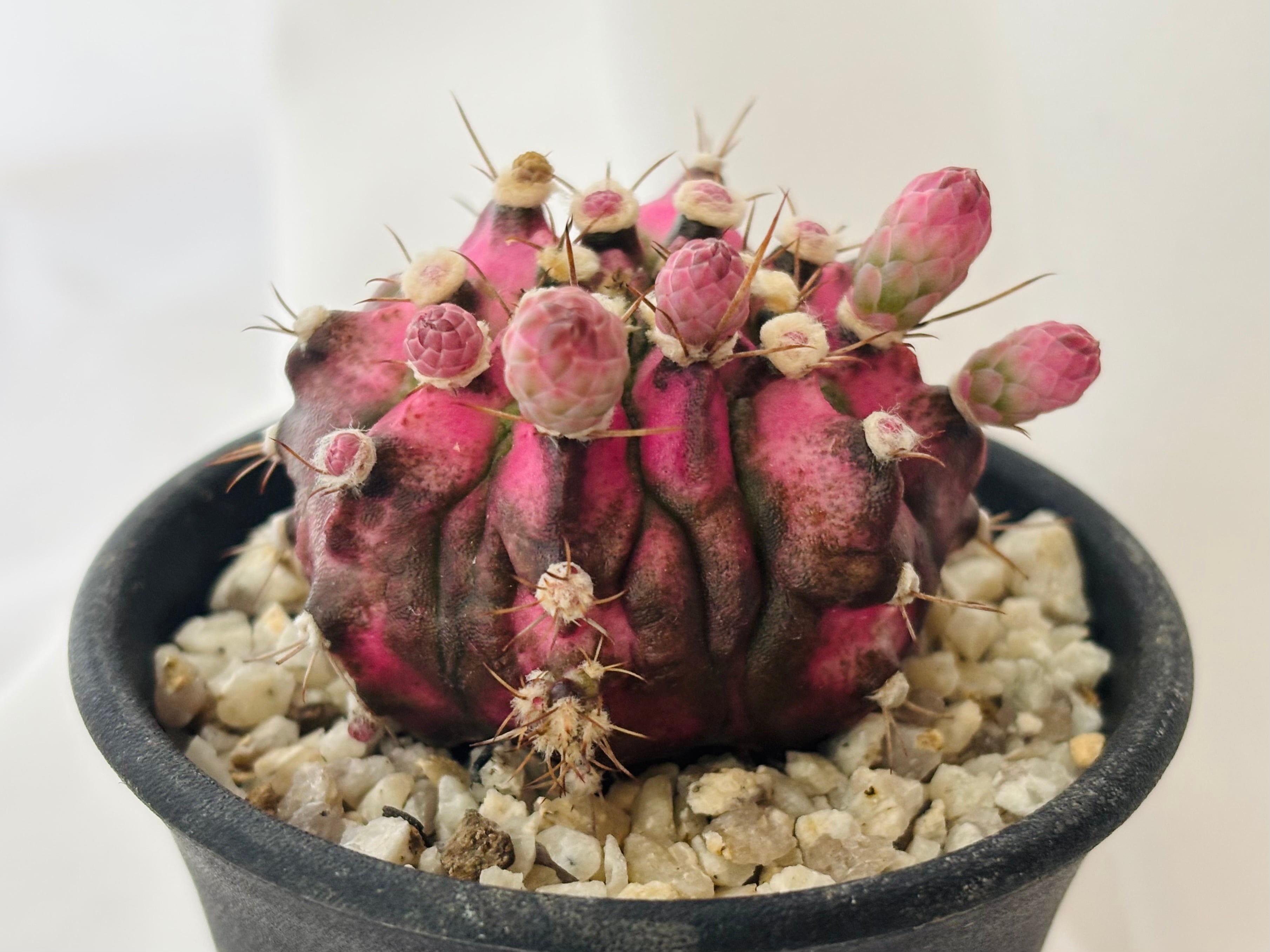 Gymnocalycium ギムノカリキュウム | plants MARU ーサボテン・多肉