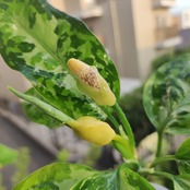 アグラオネマ ピクタム トリカラー / Aglaonema Pictum Tricolor