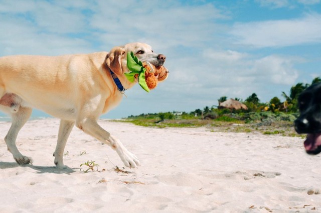 【Play】Tropical Paradise Puppy Palm