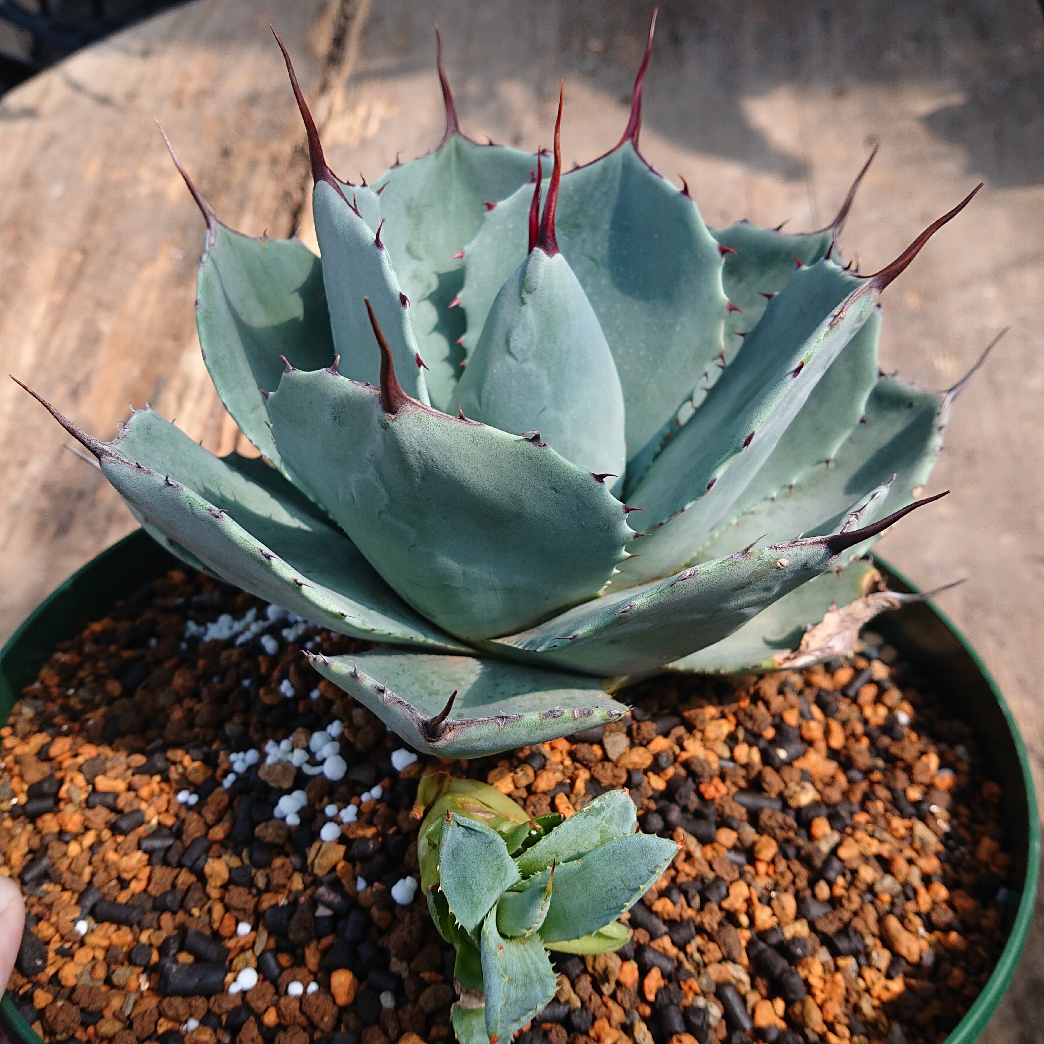 no.3 アガベ パリー トランカータ agave parryi truncata 子株付き 【発根済】 |  多肉植物ハオルチア・アガベ・サンスべリアの店mellowgarden powered by BASE