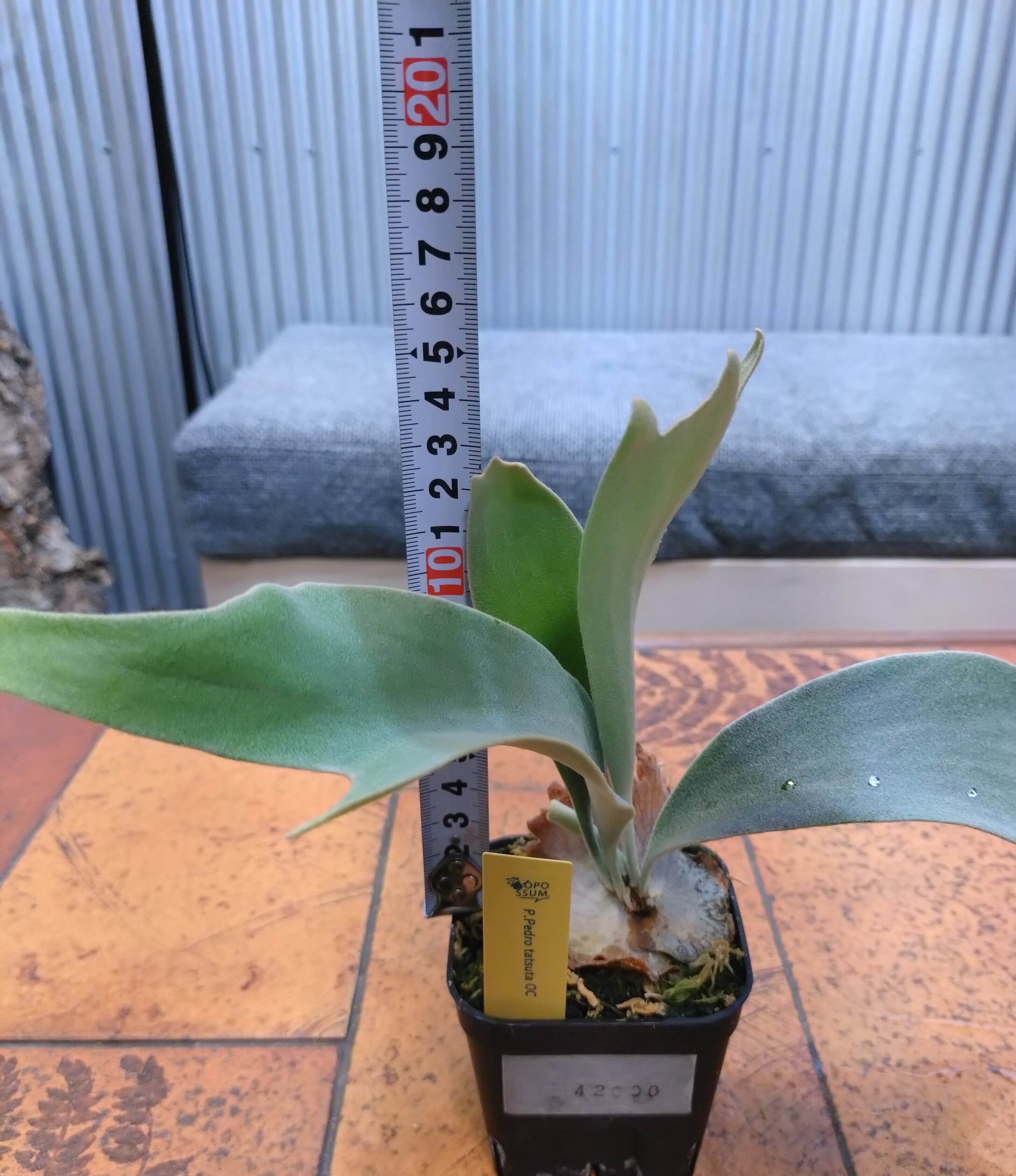 ビカクシダ ペドロタツタ OC ビカクシダセット18個 ペドロタツタなど