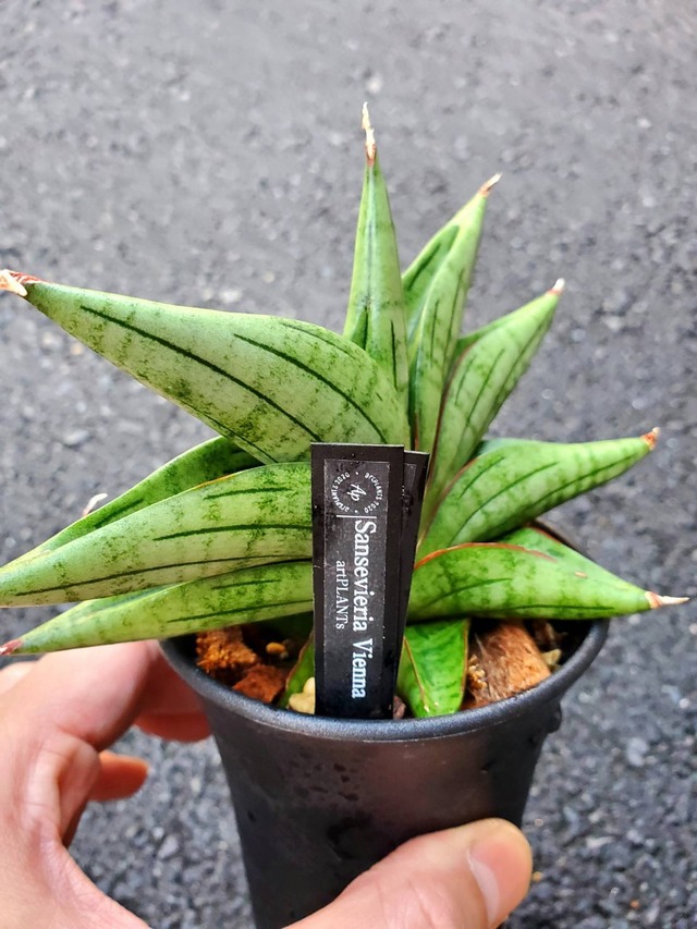 Sansevieria Vienna 【artPLANTs】 サンスベリア/サンセベリア