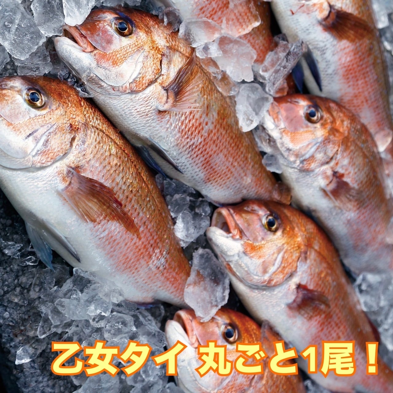 乙女タイ 丸ごと1尾『冷蔵』 | 小島水産