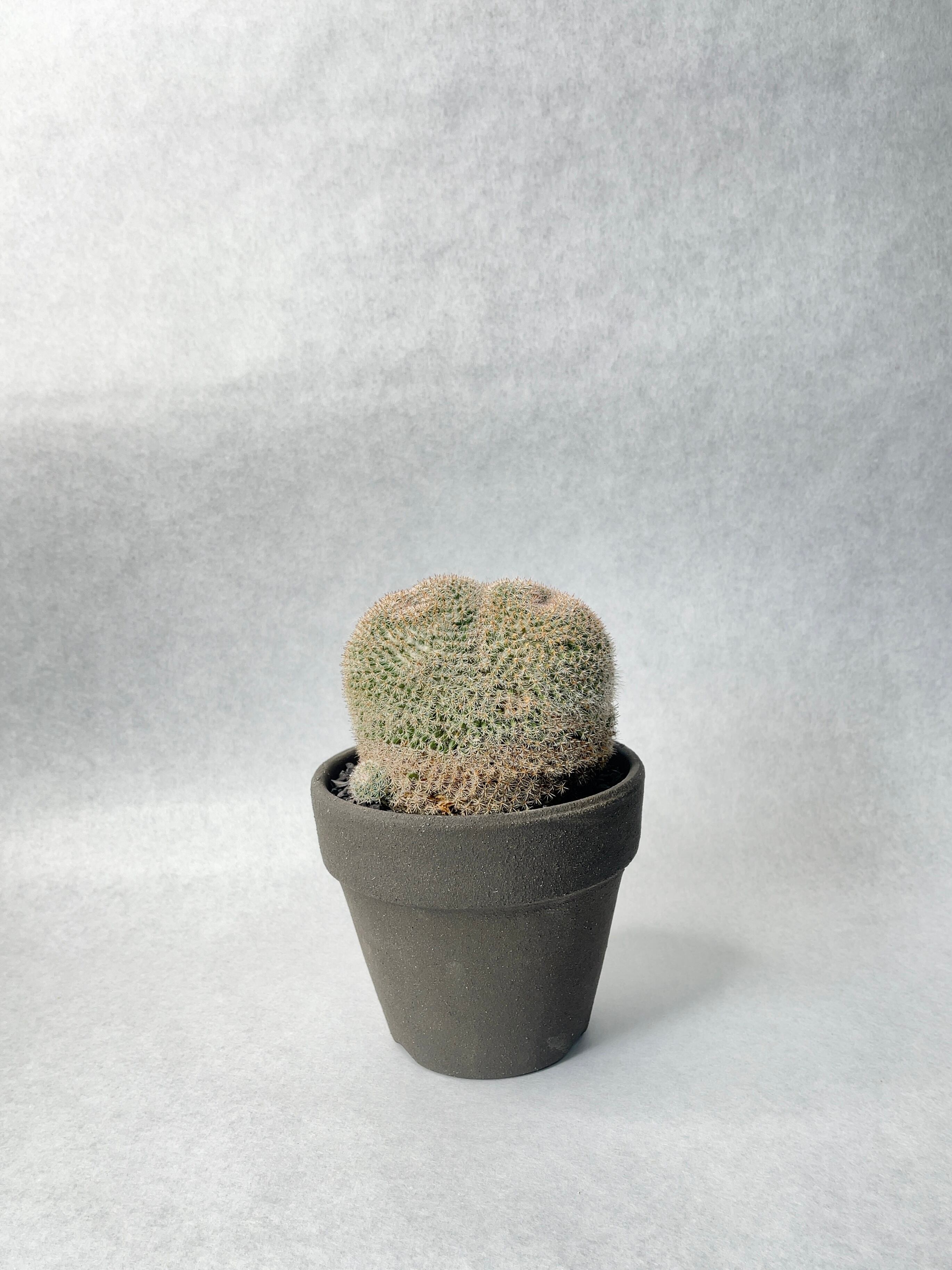 【美株】マミラリア 大福丸 国内実生 陶器鉢入 塊根植物 サボテン コーデックス サボテン マミラリア ペルベラ 大福丸 3号(1鉢) | チャーム