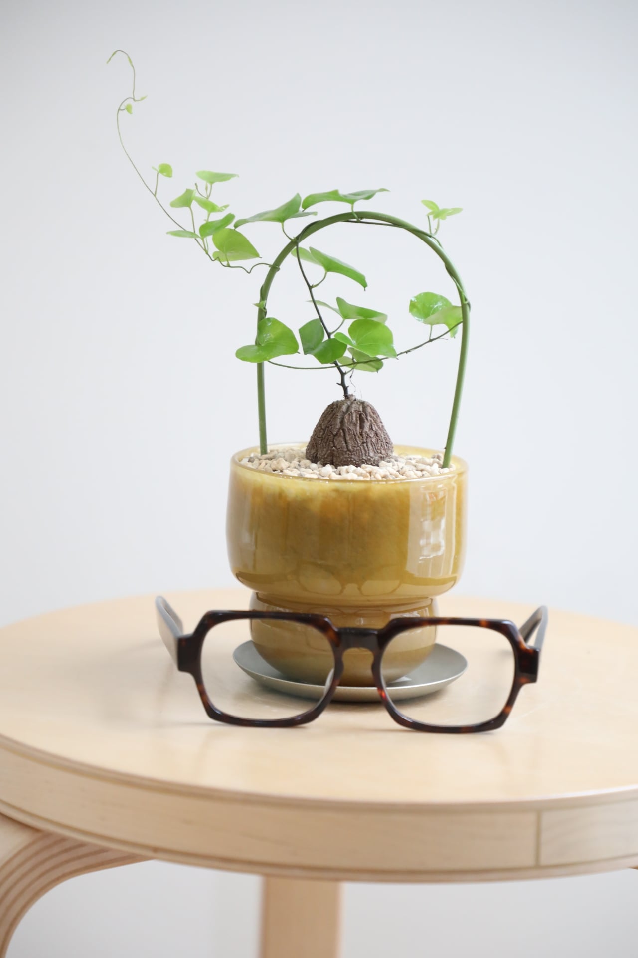 S】亀甲竜/Dioscorea elephantipes | 【厳選植物・器】MIDORI DOUMEI
