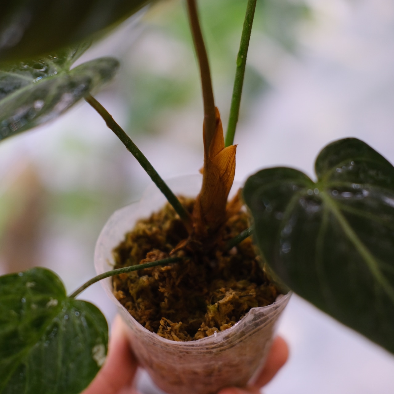 フィロデンドロン エルチョコレッド / Philodendron "El Choco Red"⑧ / 観葉植物<育て方・花言葉>