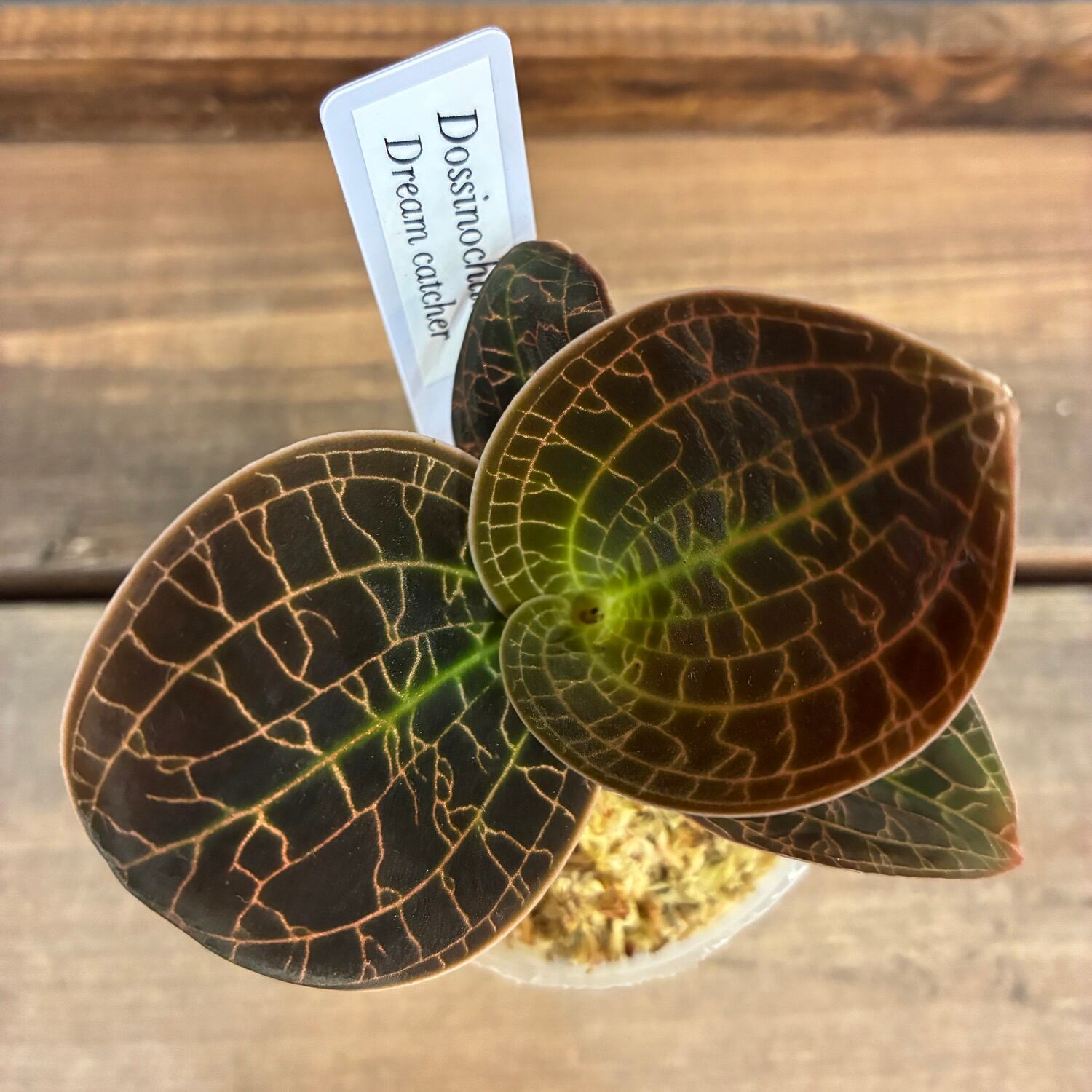 ジュエルオーキッド ドッシノキルス ドリームキャッチャー【989