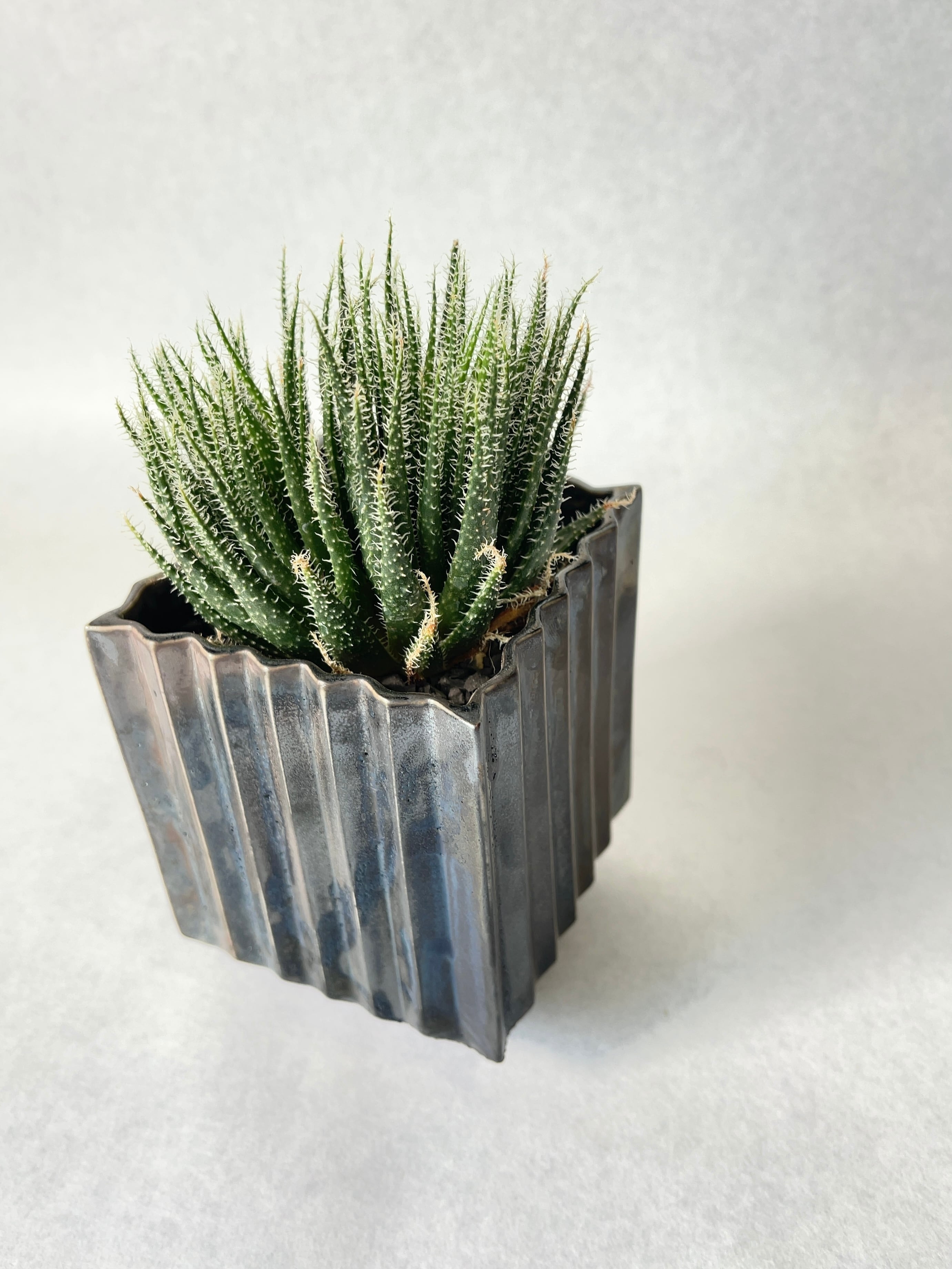 アロエ・ハオルチオイデス | trigger