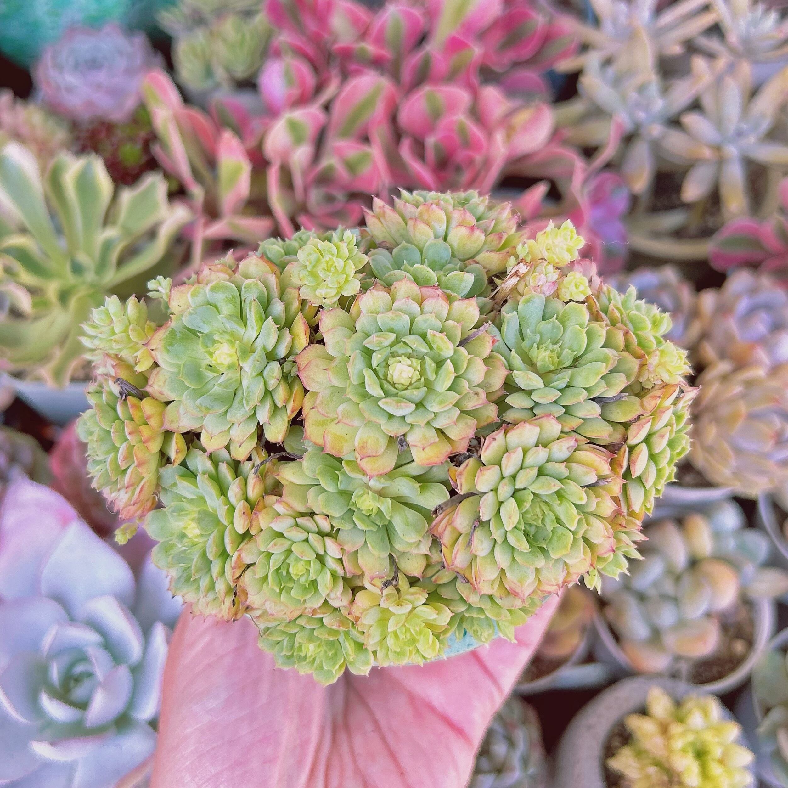 多肉植物 新品種 レッドグロブローサ 特大 12頭以上 | RunaHana