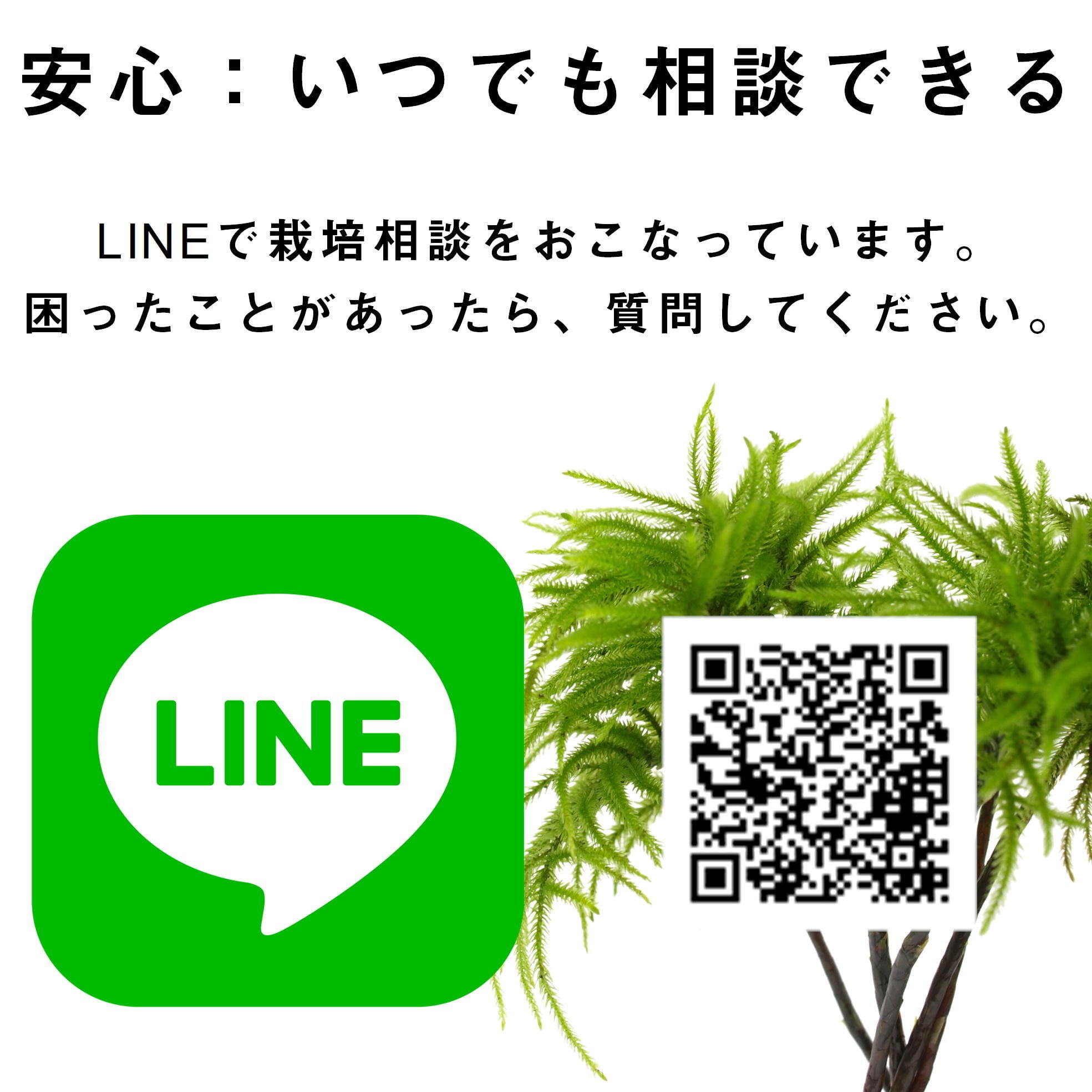 テラリウム作製用コケ たっぷり8種入りパック ◇種類指定可 | 苔