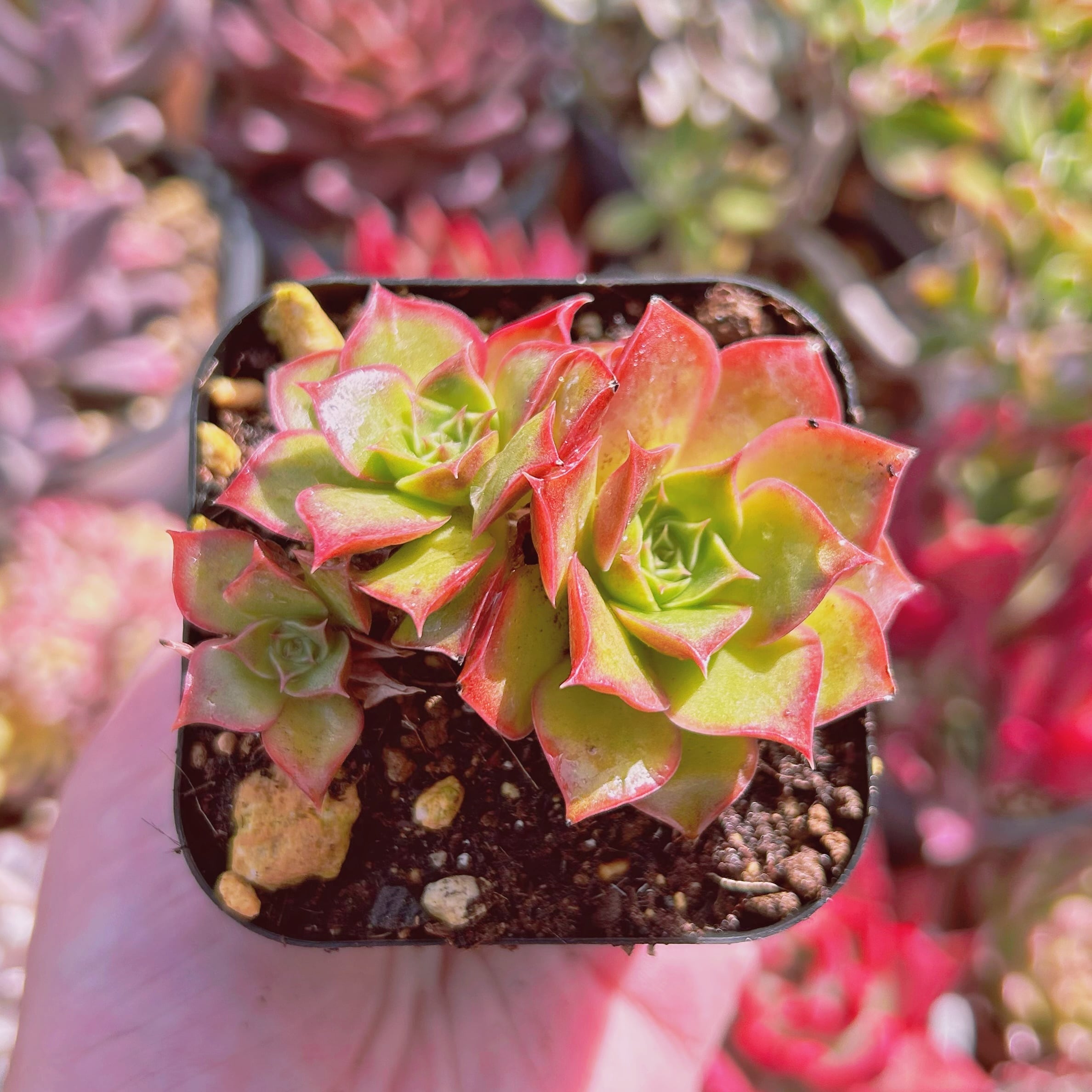 現物　多肉植物　ロンギシマ　抜き苗　