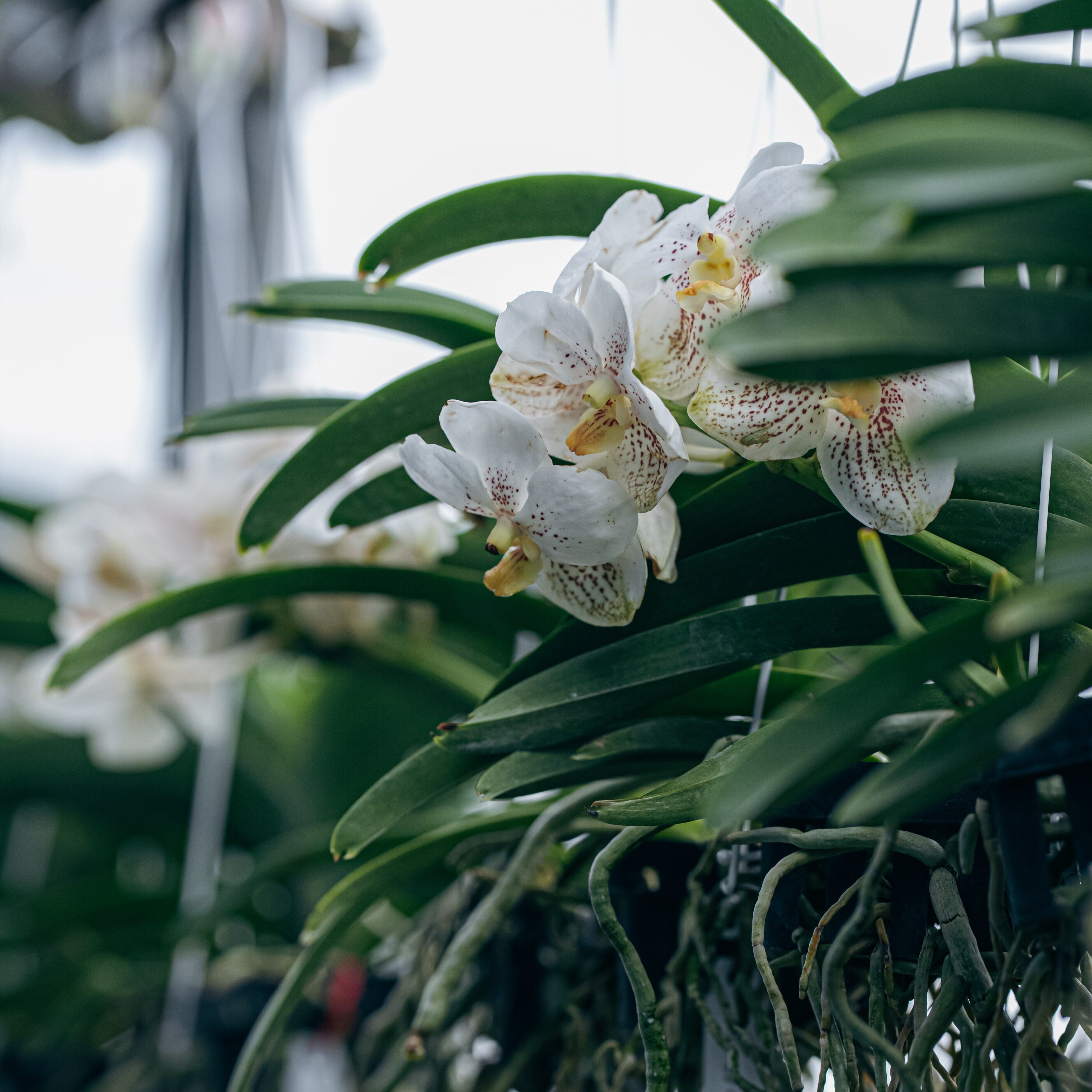 洋蘭バンダ Vanda Edwin Alberto | Plants Baka