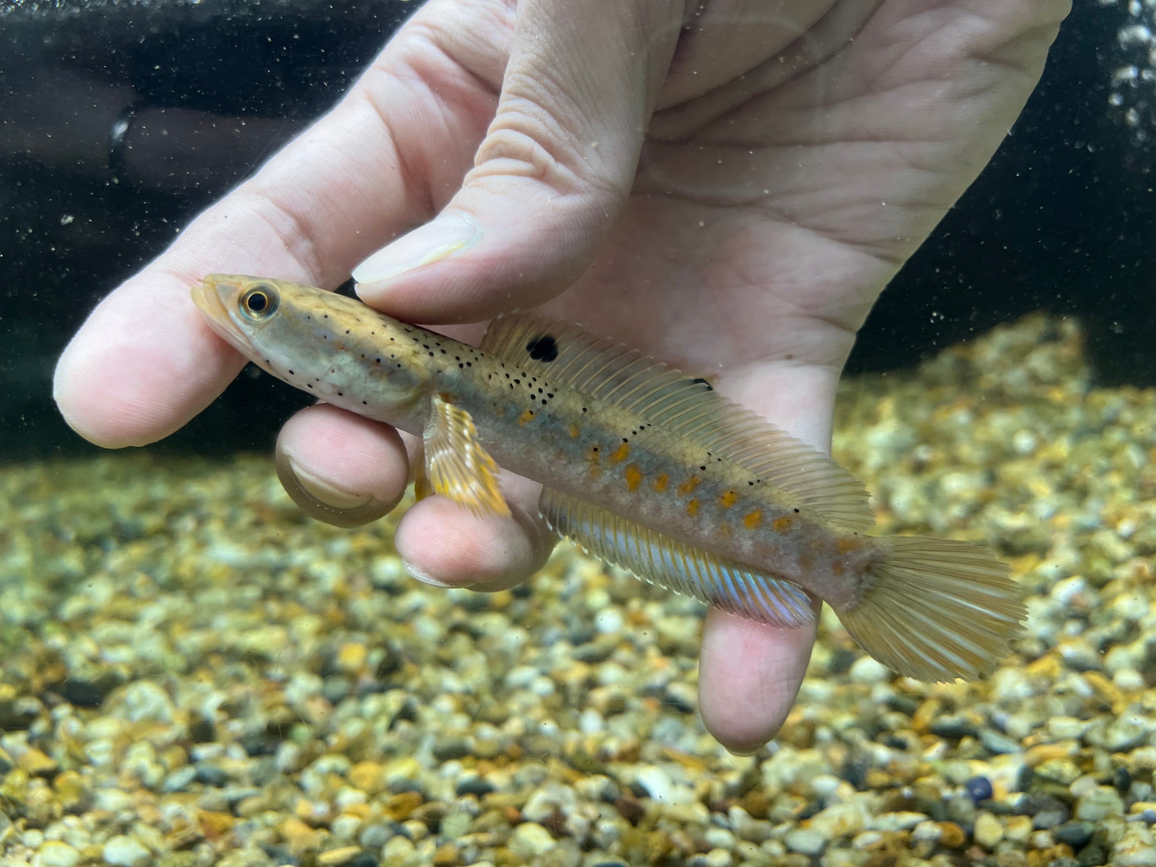 タイ直輸入便WILDアイスファイヤースネークヘッドAグレード10cm± NO1