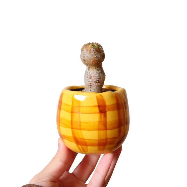 ユーフォルビア プセウド グロボーサ