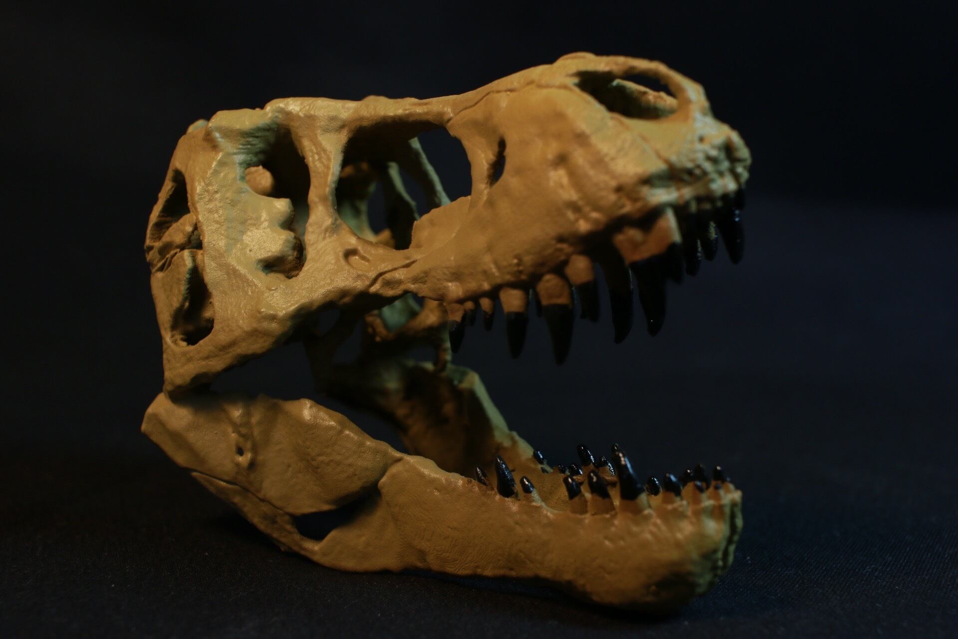 恐竜の歯 T-Rex ティラノサウルス 化石 稀少 ケース付