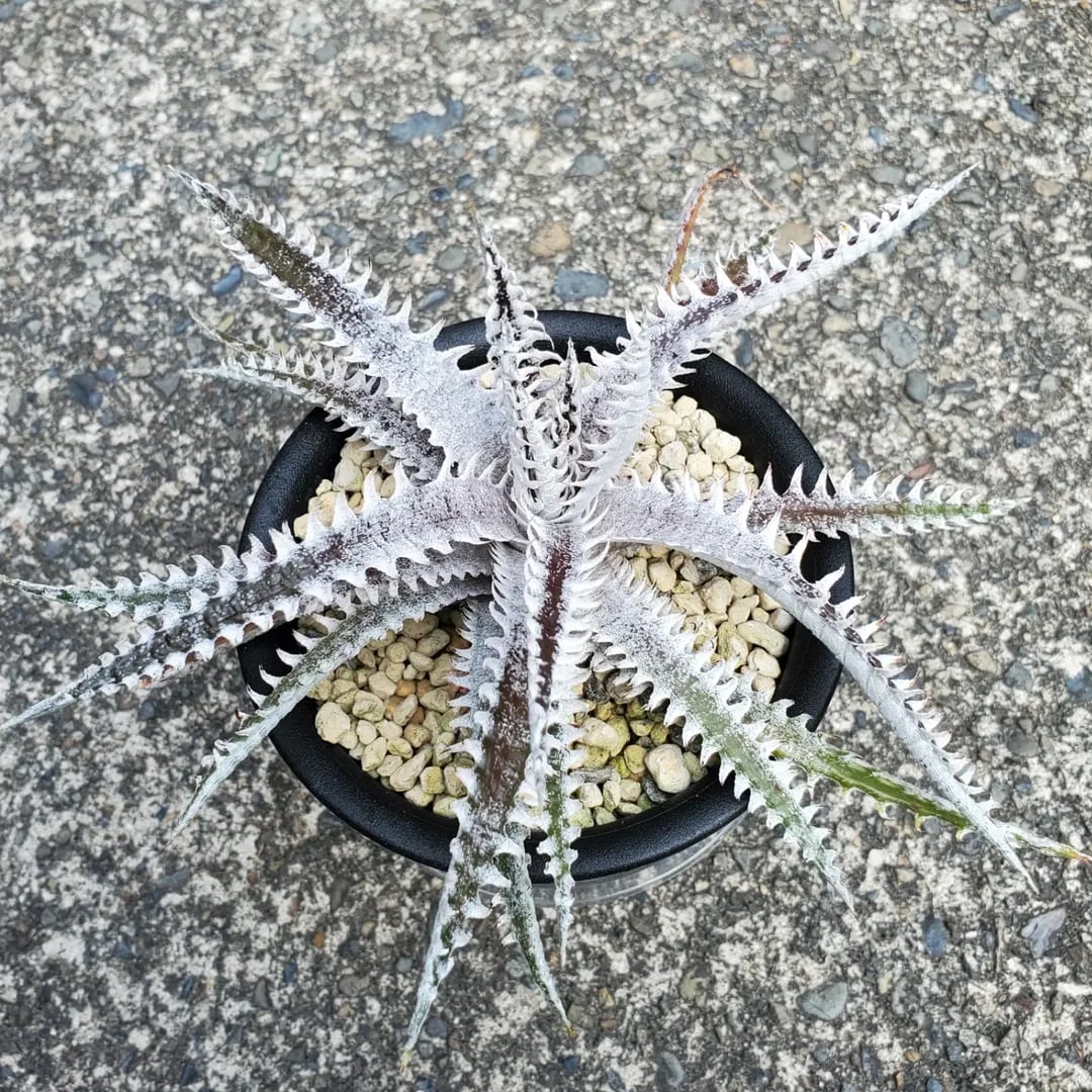F00462_【SF02】Dyckia 'Samurai' x 'Fat Boy' (Otto Hybrid