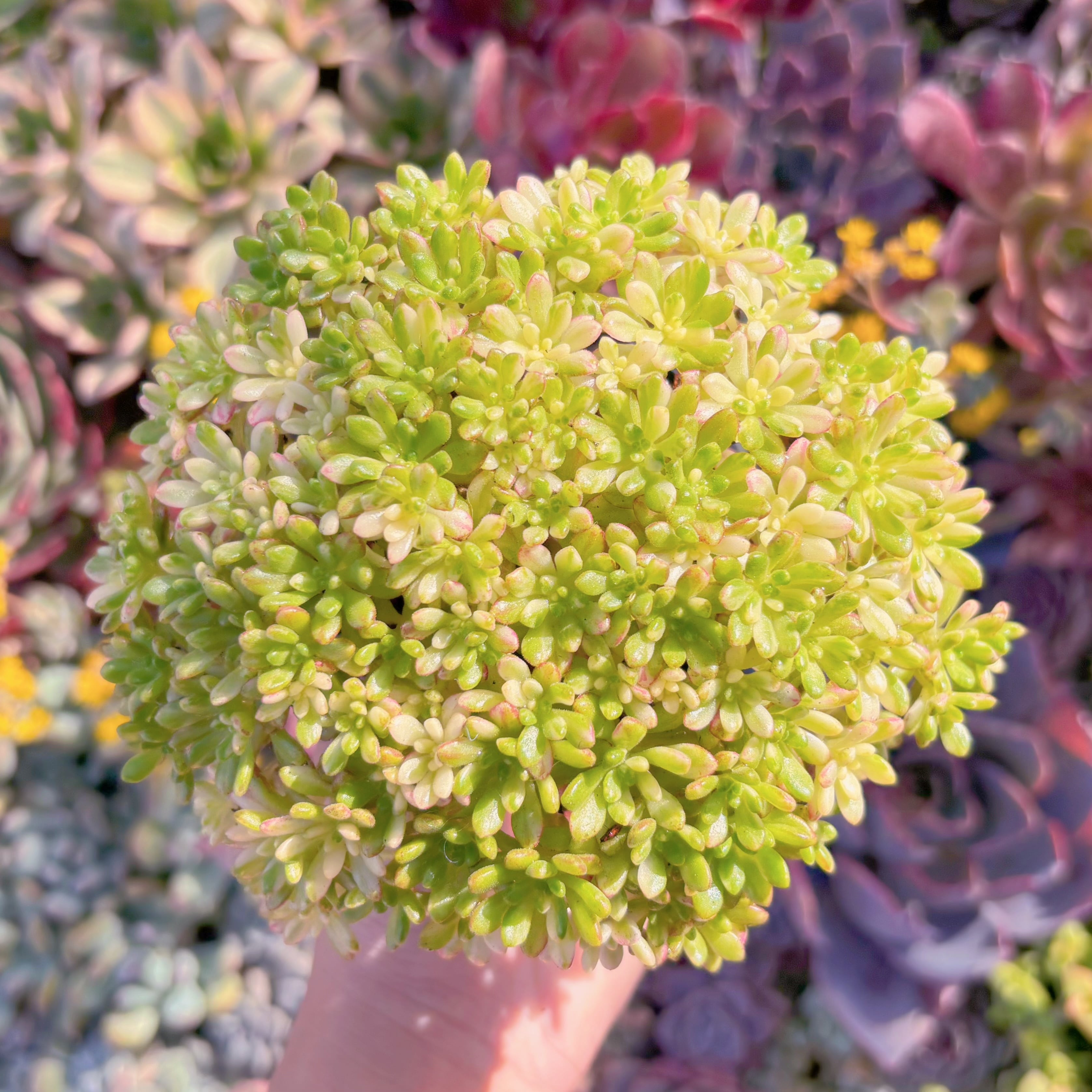 現品　小人の祭り錦#M185　るる農園