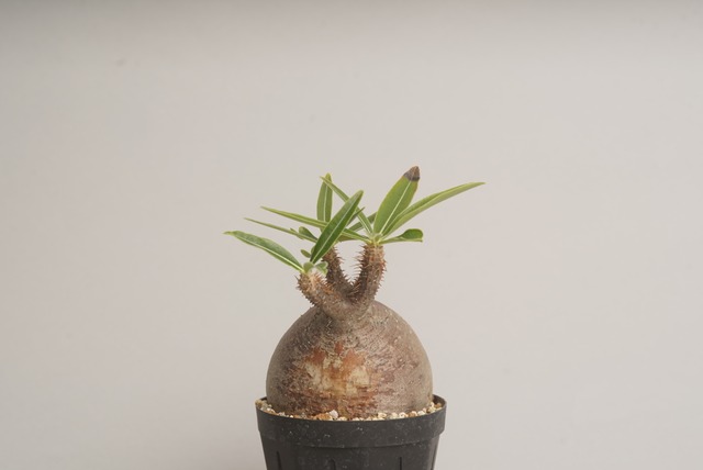 パキポディウム グラキリス no. 7〈発根済み〉