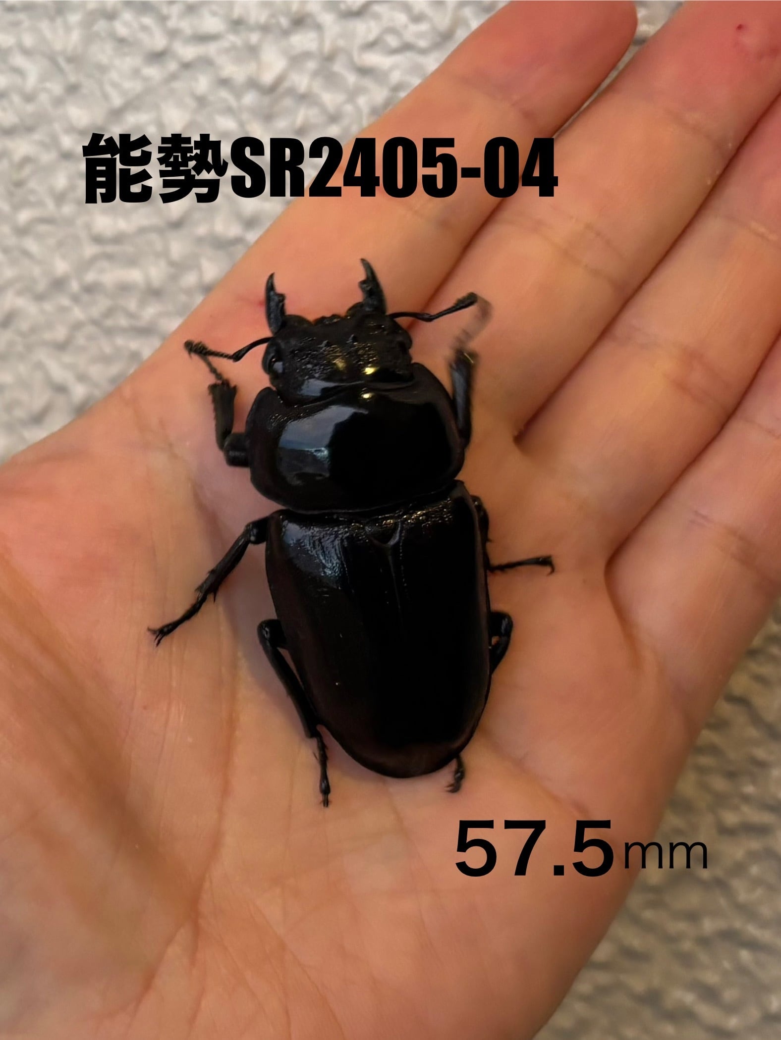 オオクワガタ の メス
