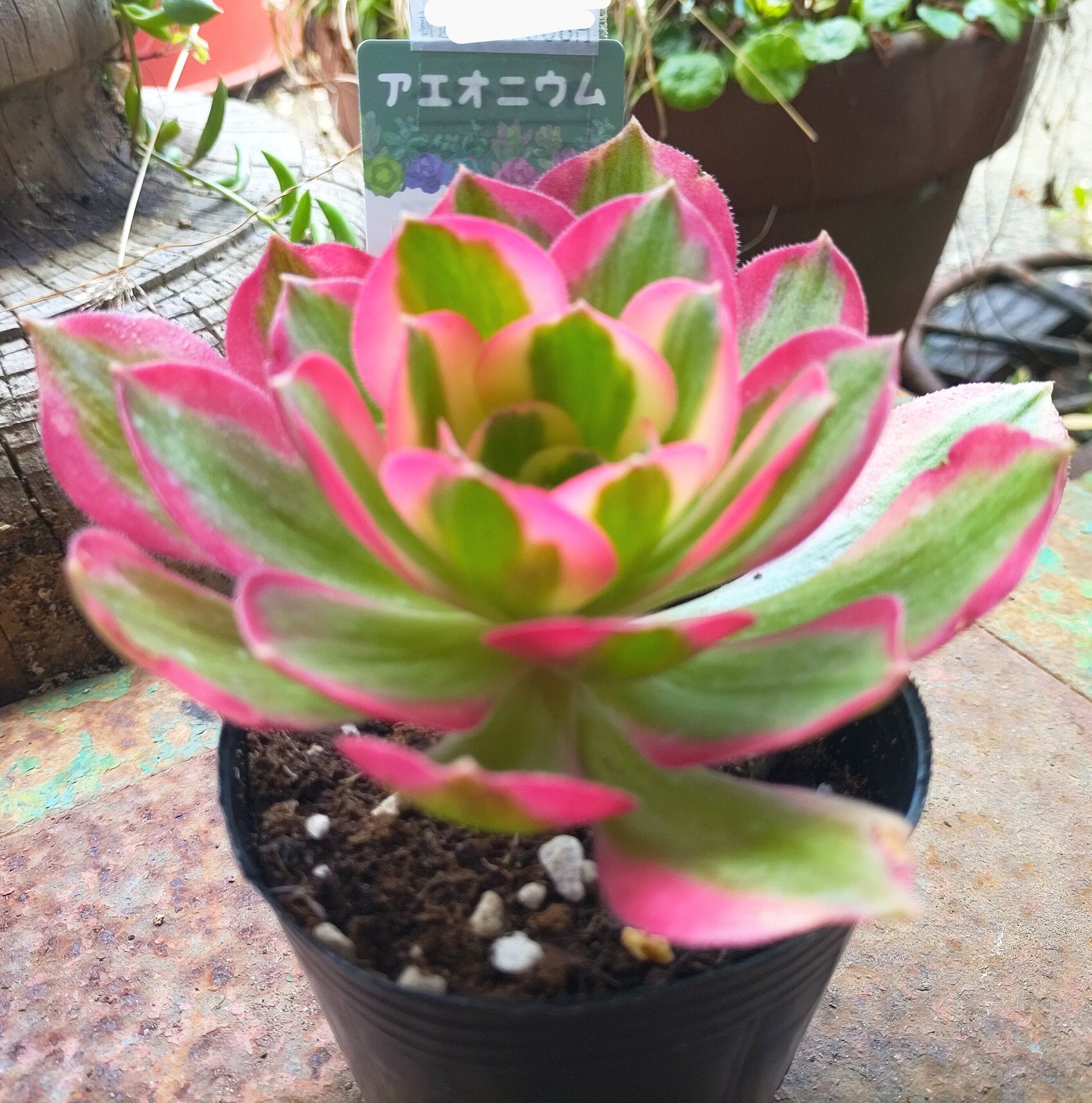 Tピンクレディ錦(アエオニウム) | RuPo 多肉植物専門店