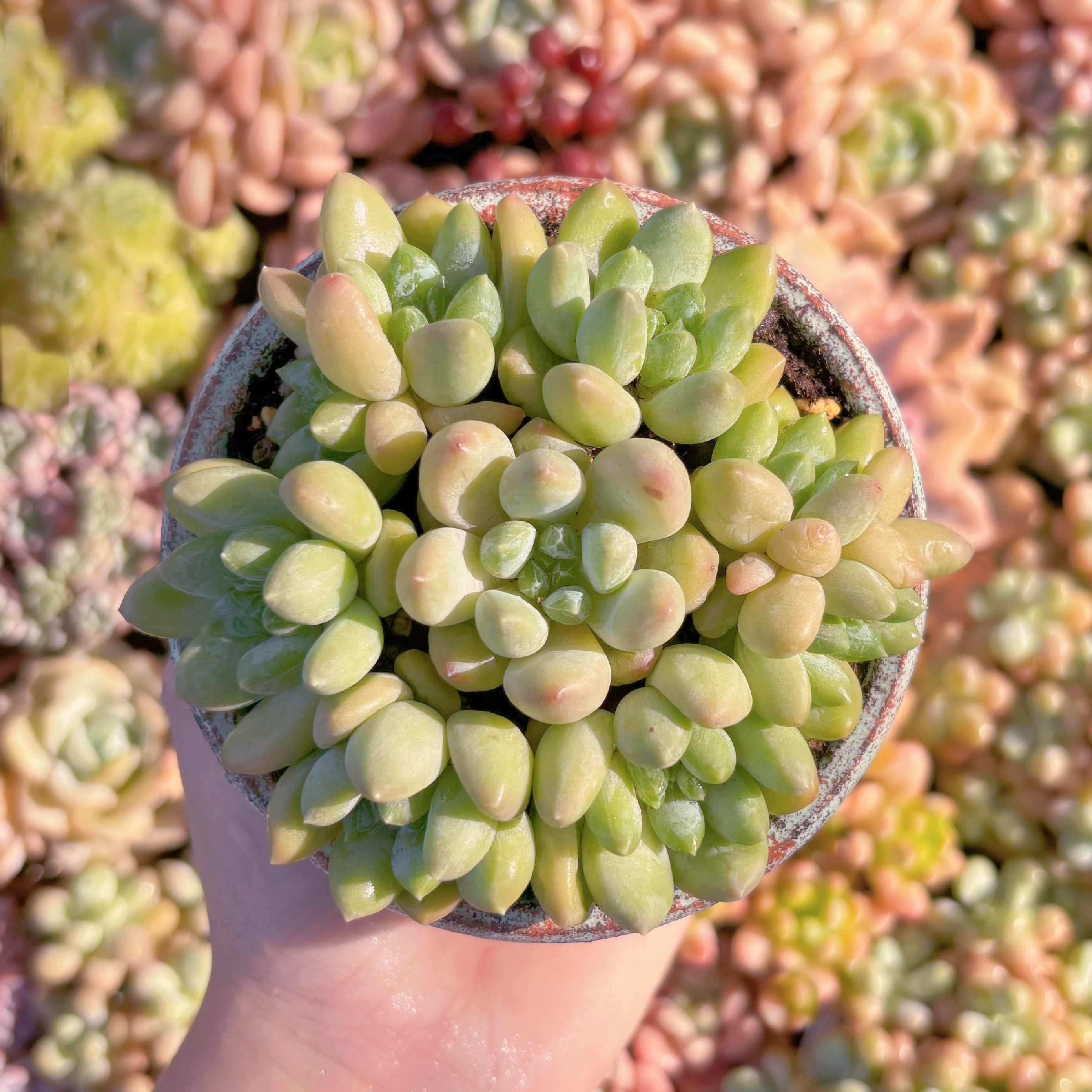 多肉植物　碧心美人(7苗)　新入荷　るる農園