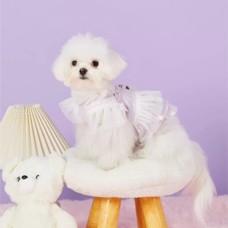 ふわふわレースのパープルワンピース 犬服 00209
