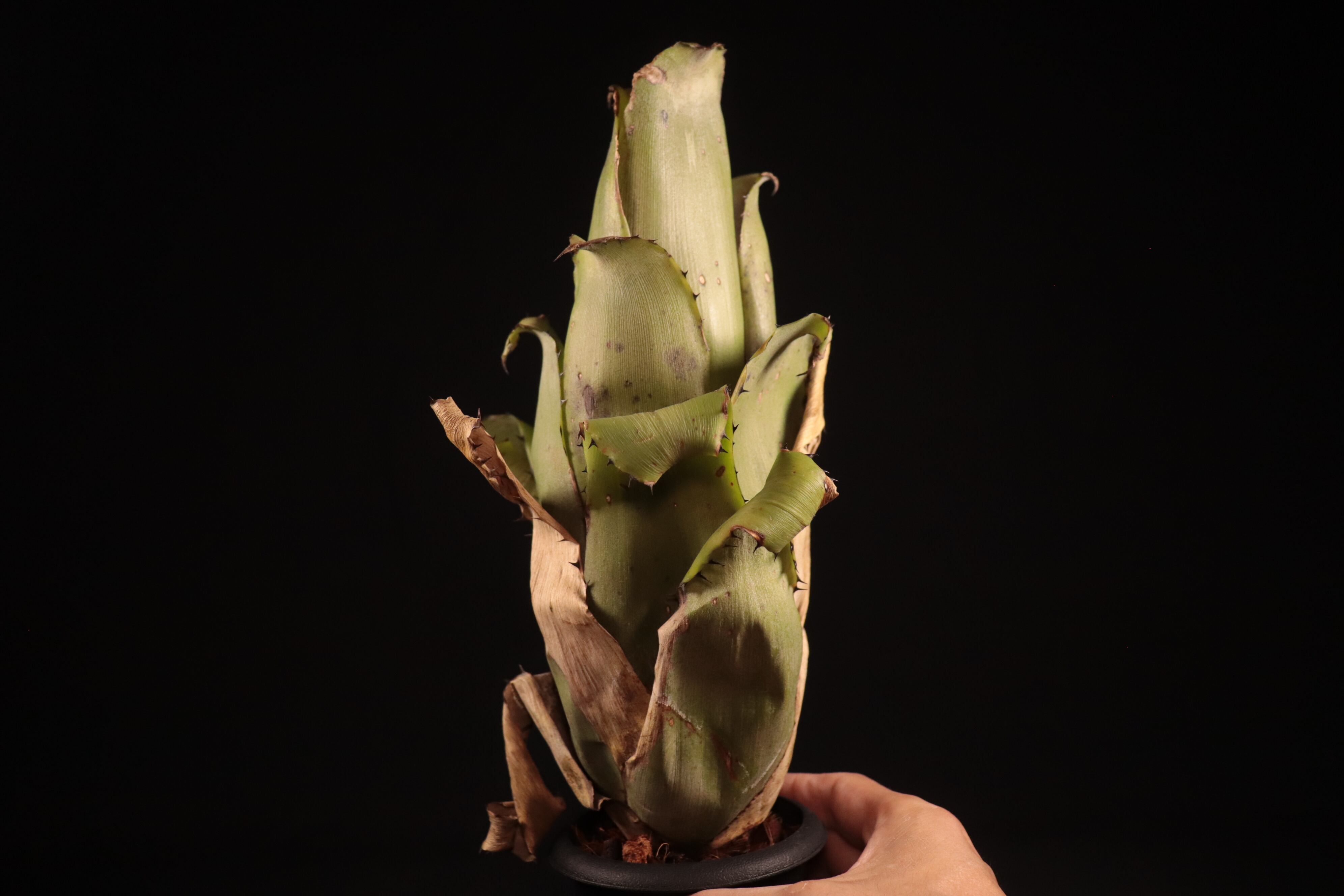 送料無料】Aechmea bromeliifolia seedling〔エクメア〕現品発送A0119