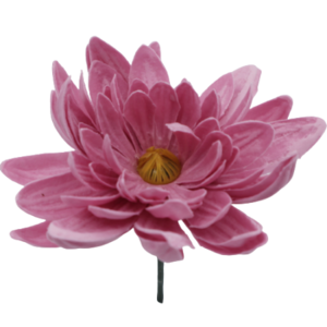 ダリアD-PR5 チェリーブロッサム  (15輪入りor25輪入り)