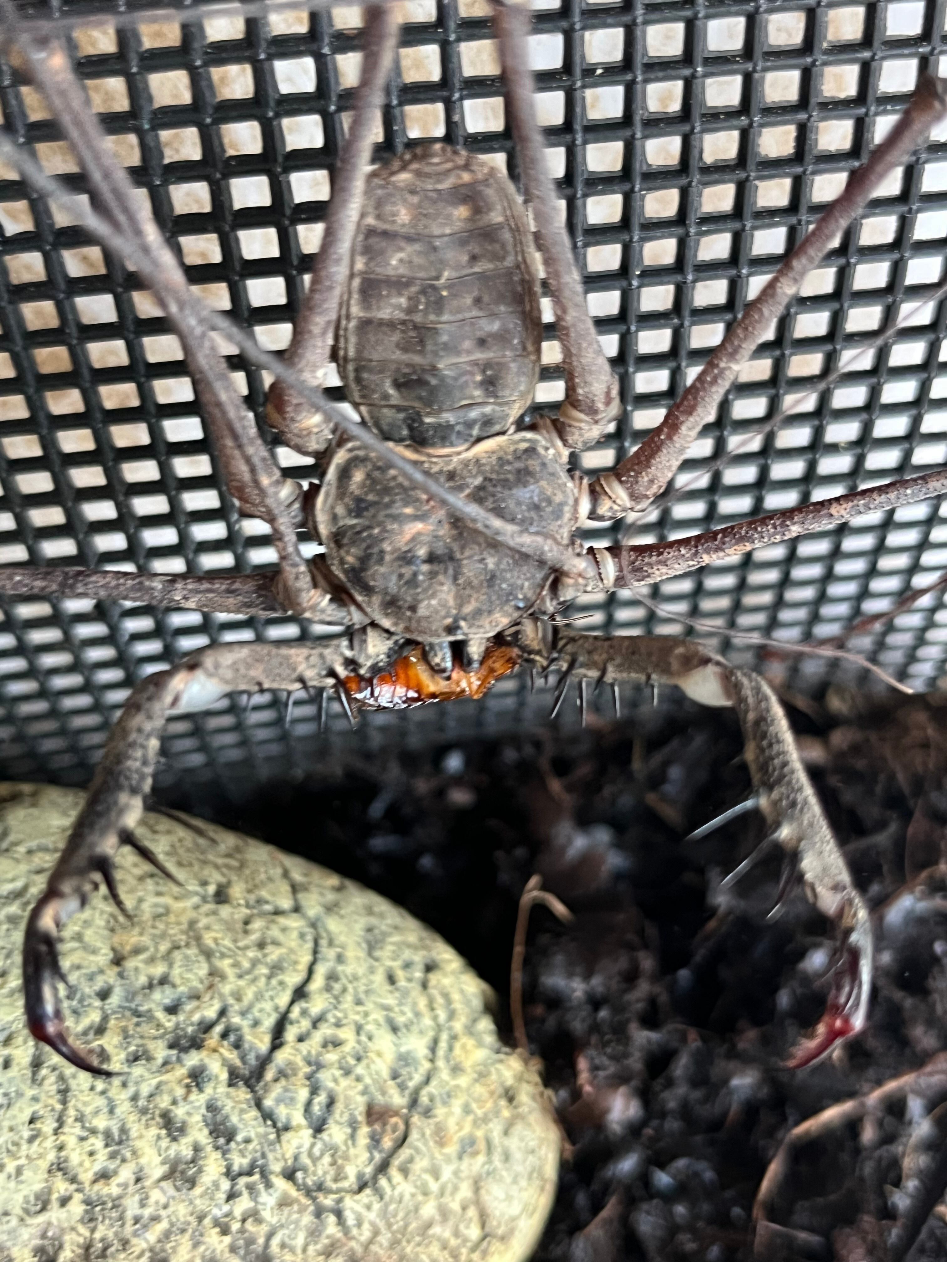 腕蟲希少種】Heterophrynus elephasウデムシ ヒヨケムシ 三大奇蟲