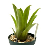 エクメア recurvata ×calyculata